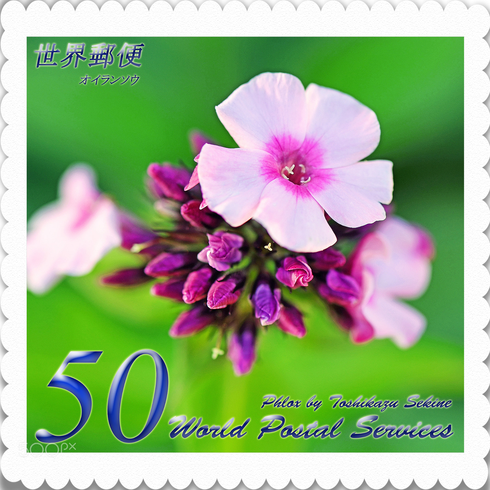 Nikon D800 sample photo. Phlox photography