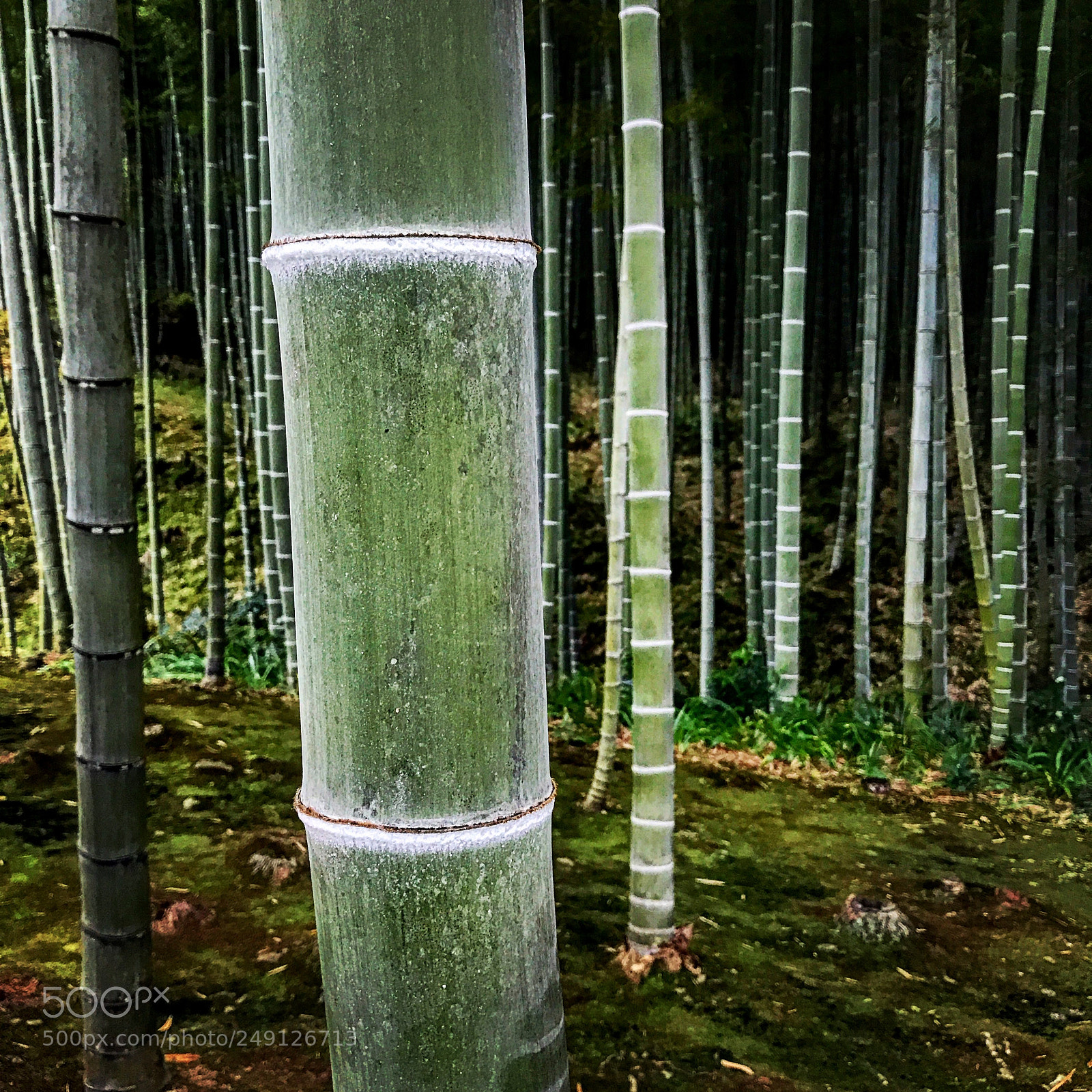 Apple iPhone 7 Plus sample photo. Arashiyama photography