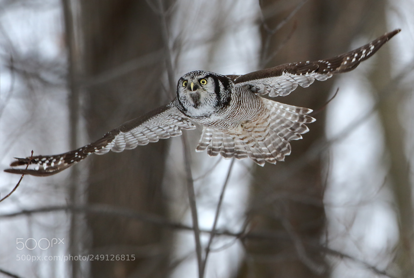 Canon EOS 7D Mark II sample photo. Hawk owl flight pattern photography