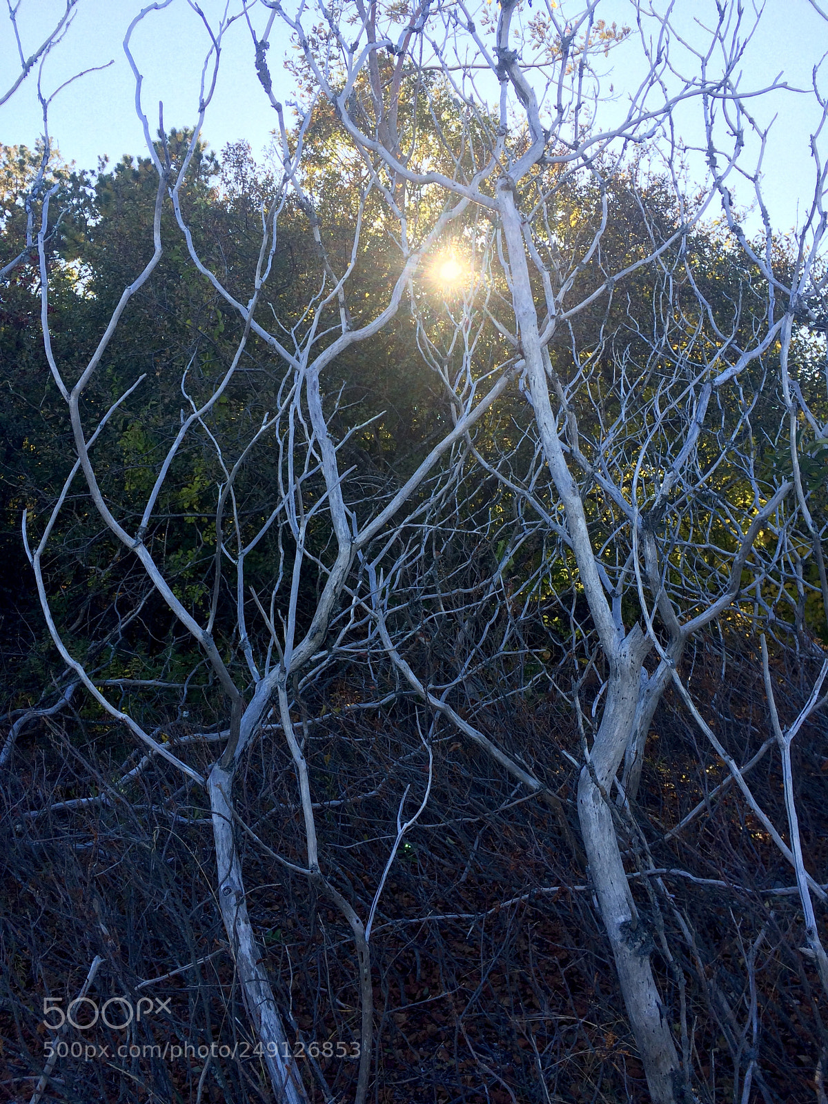 Apple iPhone 5s sample photo. Shoreline brush photography