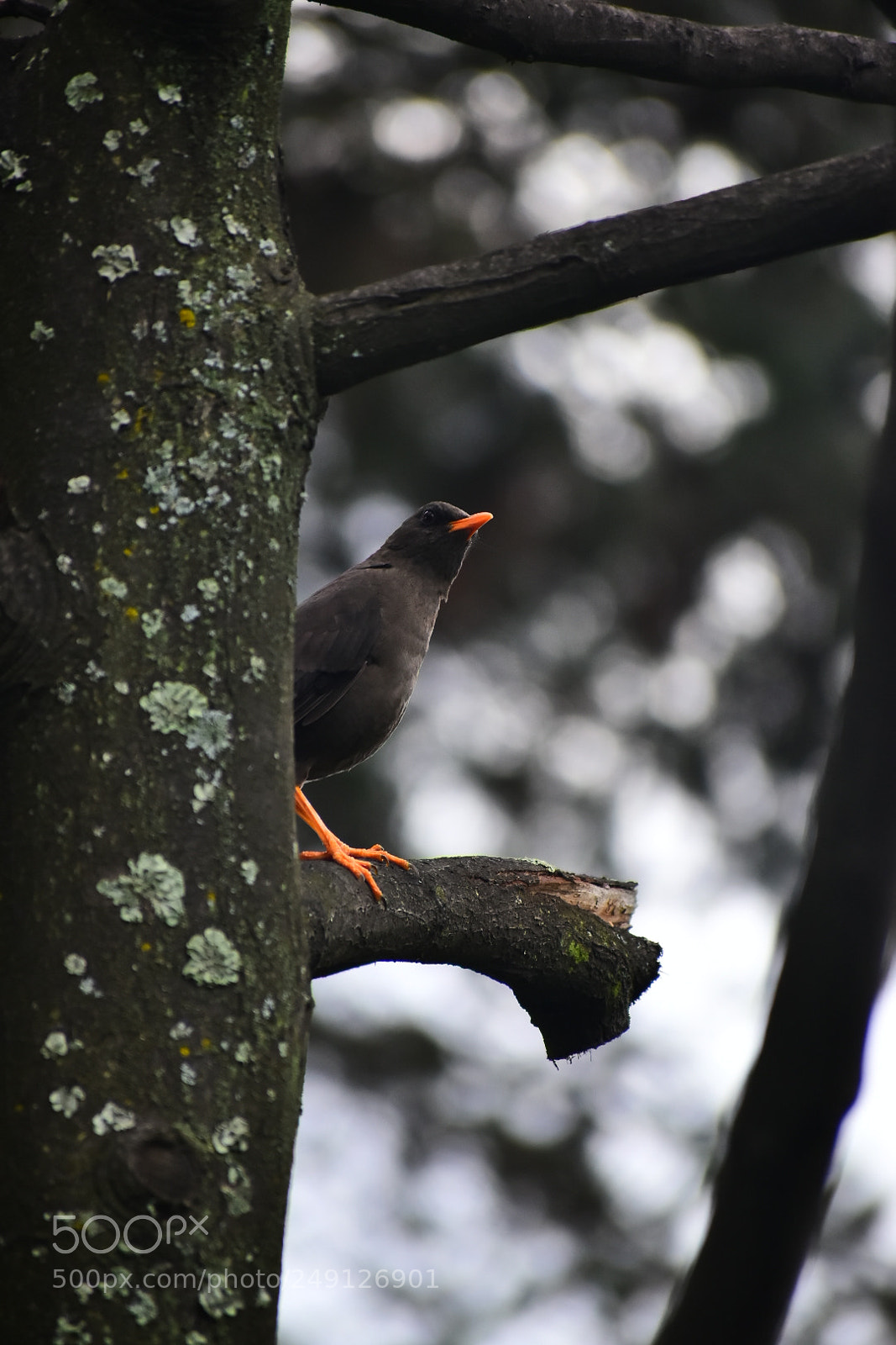 Nikon D5600 sample photo. A curious bird in photography