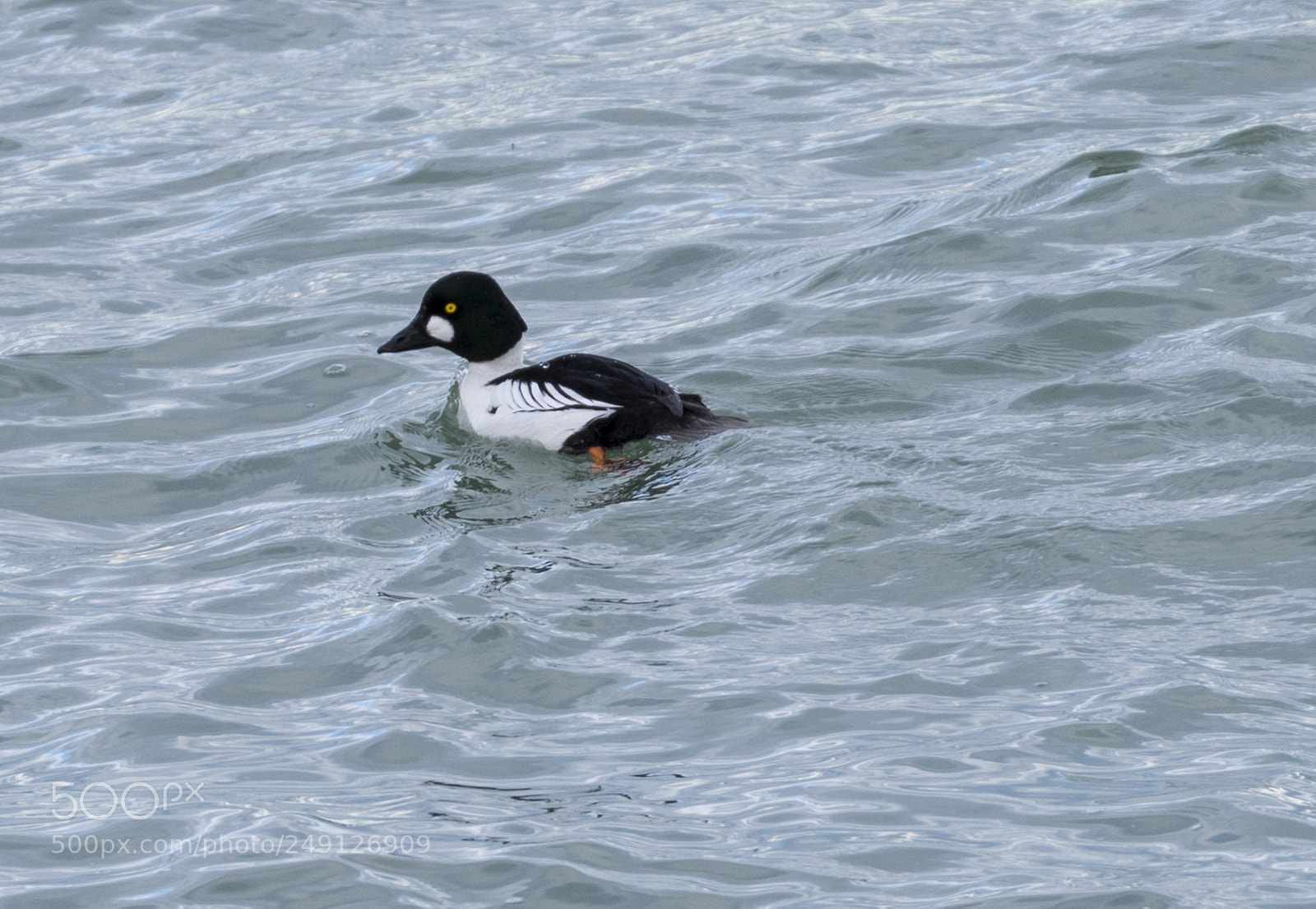 Nikon D810 sample photo. Barrow's goldeneye photography