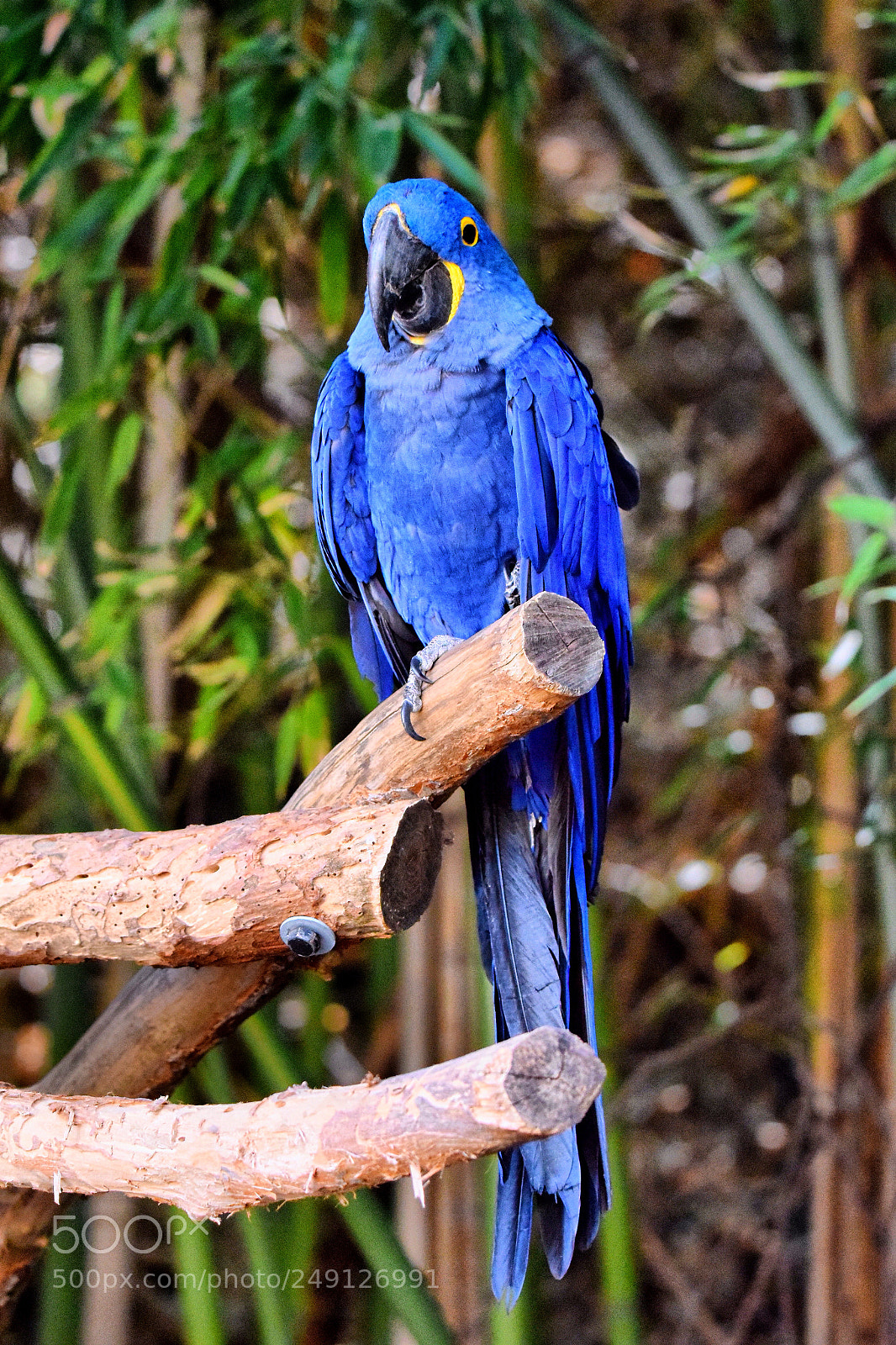 Nikon D5300 sample photo. Royal blue. photography
