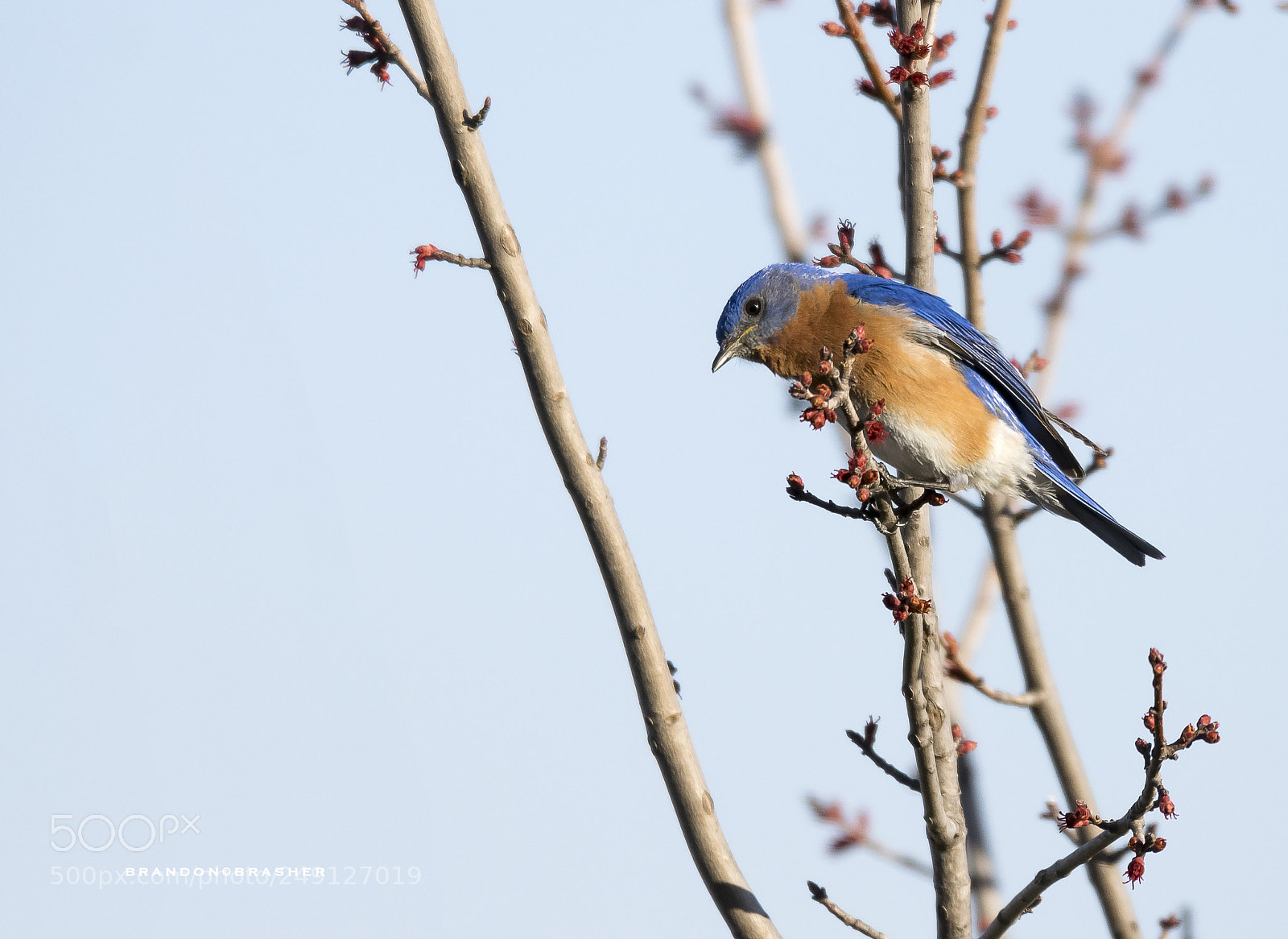 Nikon D5300 sample photo. Bluebird photography