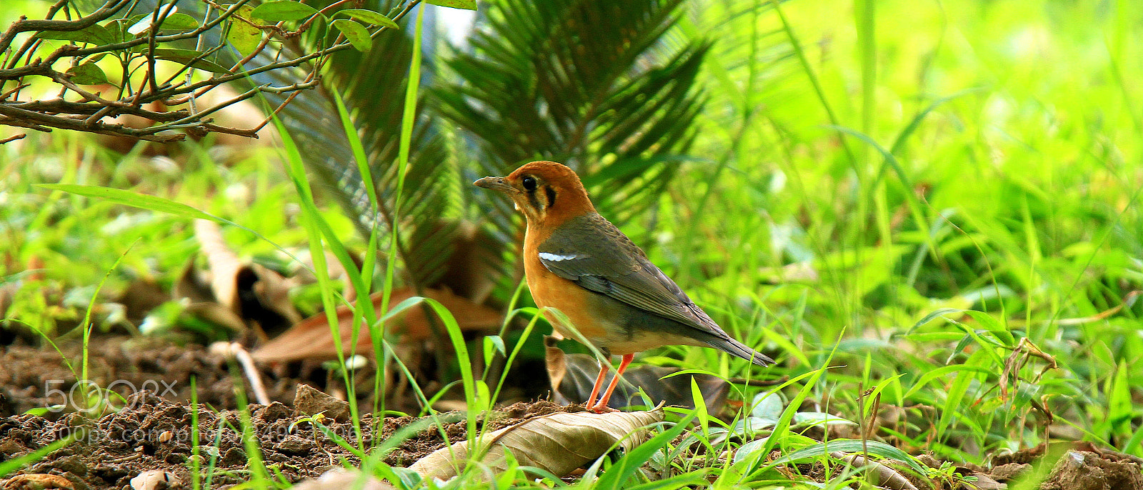 Canon EOS 7D sample photo. Orange headed thrush photography