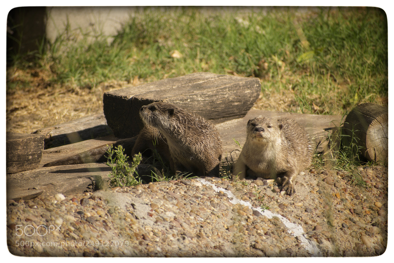 Nikon D5300 sample photo. Nutrias. photography