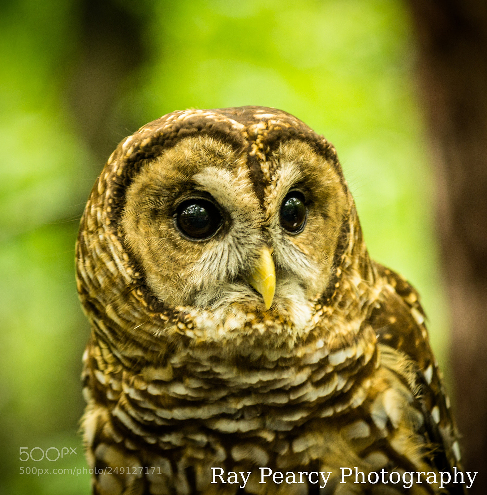 Canon EOS 1100D (EOS Rebel T3 / EOS Kiss X50) sample photo. Barred owl photography