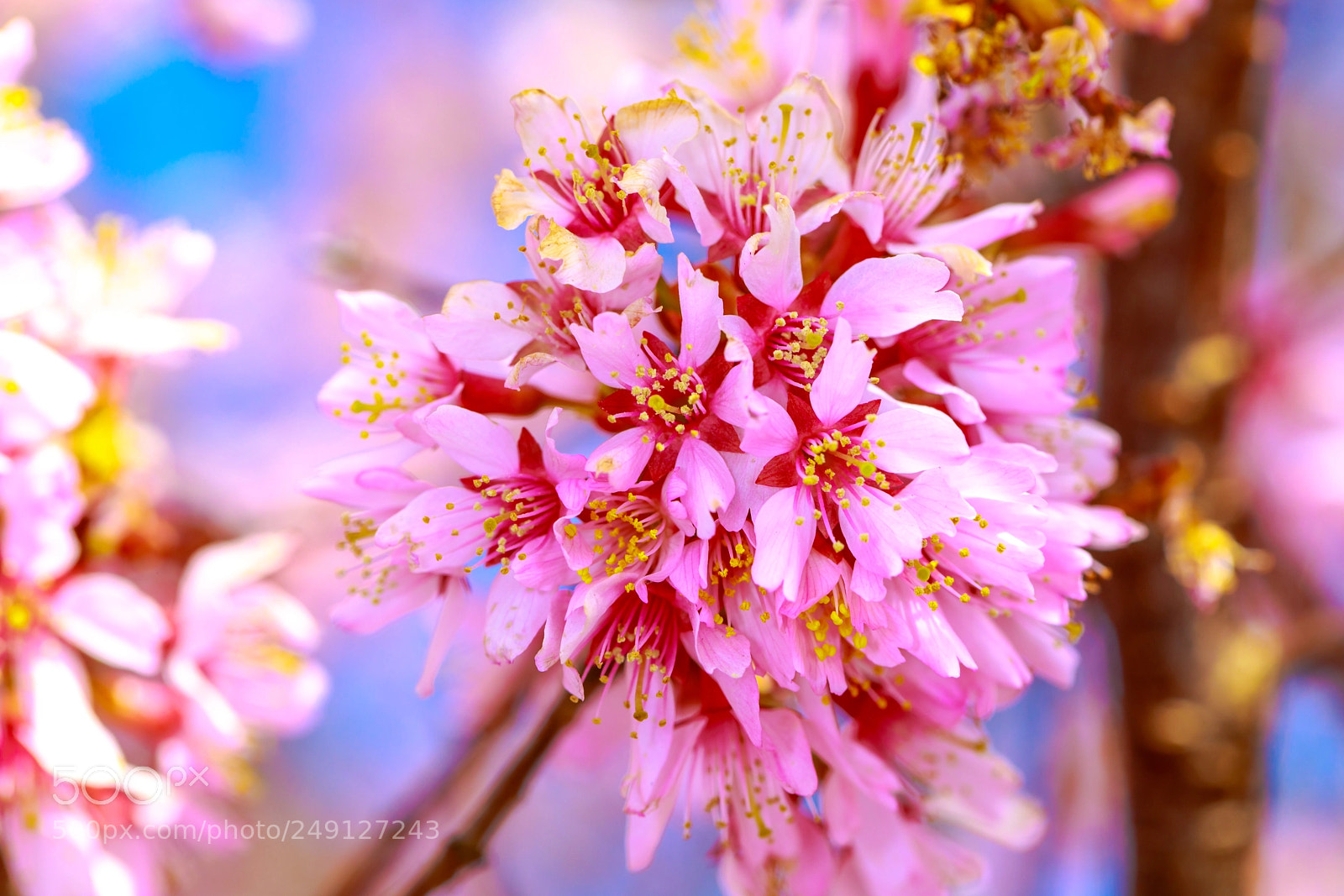 Canon EOS 5D Mark IV sample photo. 2018 cherry blossom prequel photography