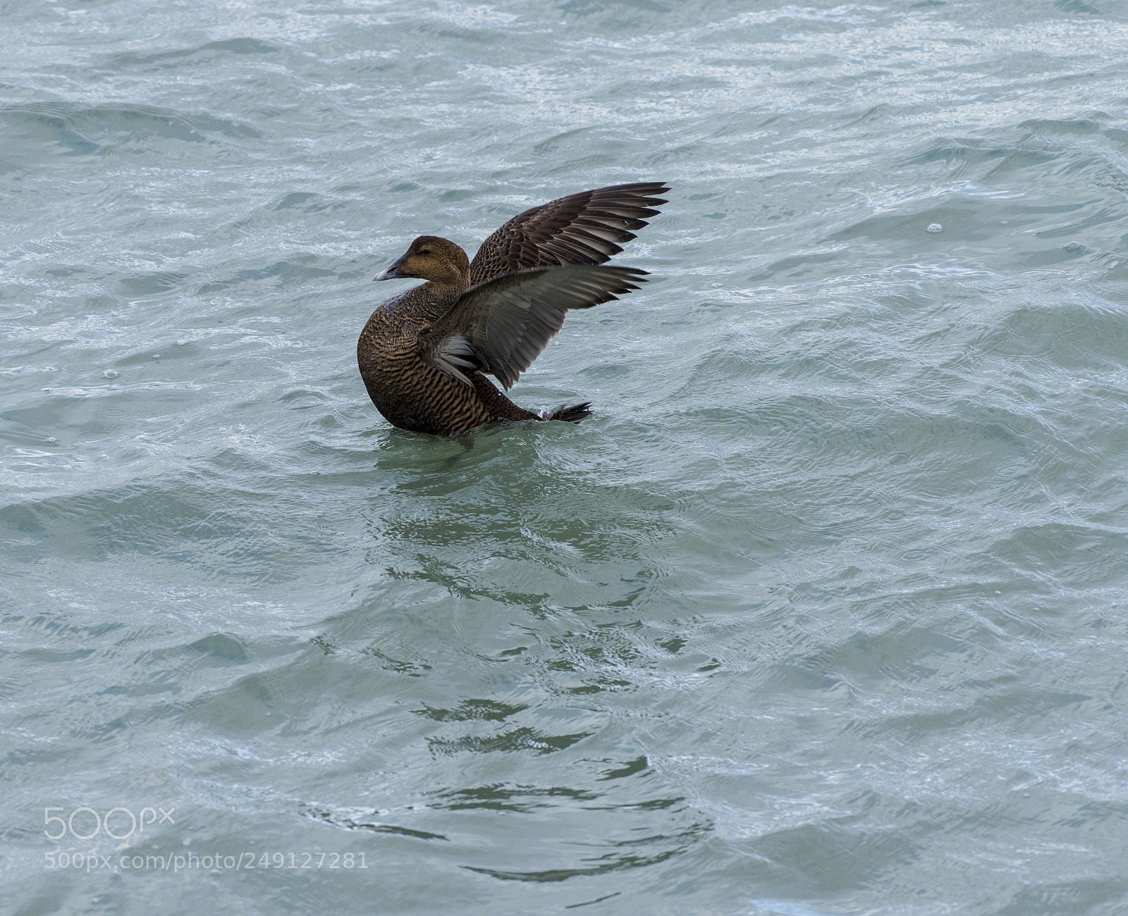 Nikon D810 sample photo. Common eider photography