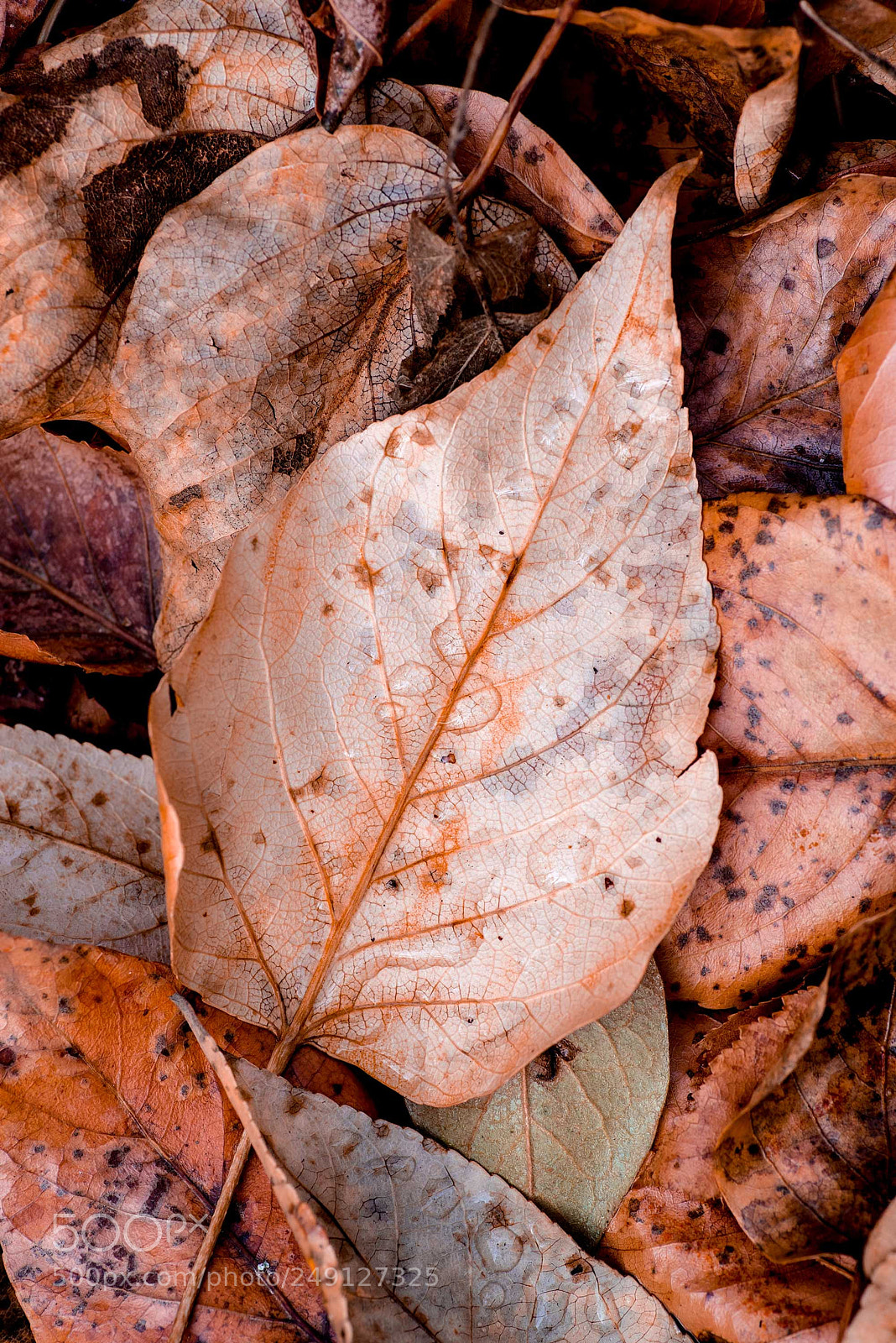 Pentax K-1 sample photo. Untitled photography