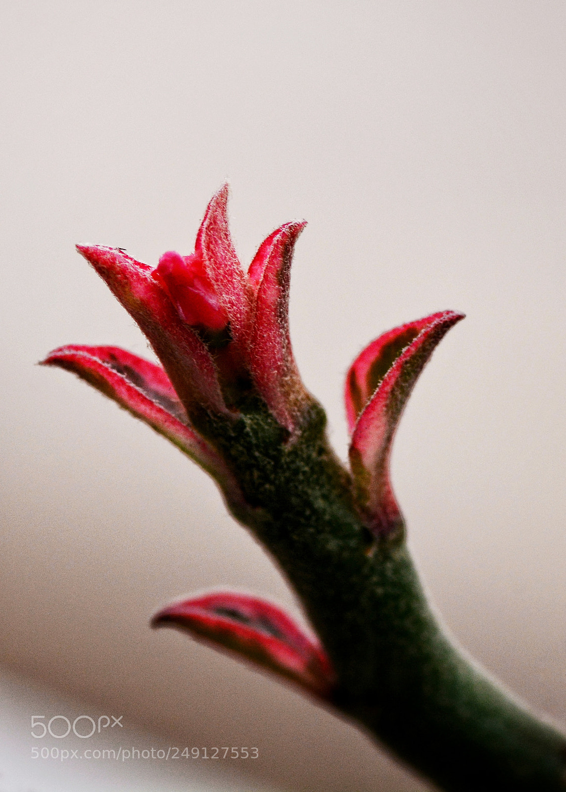 Nikon D7100 sample photo. Untitled photography
