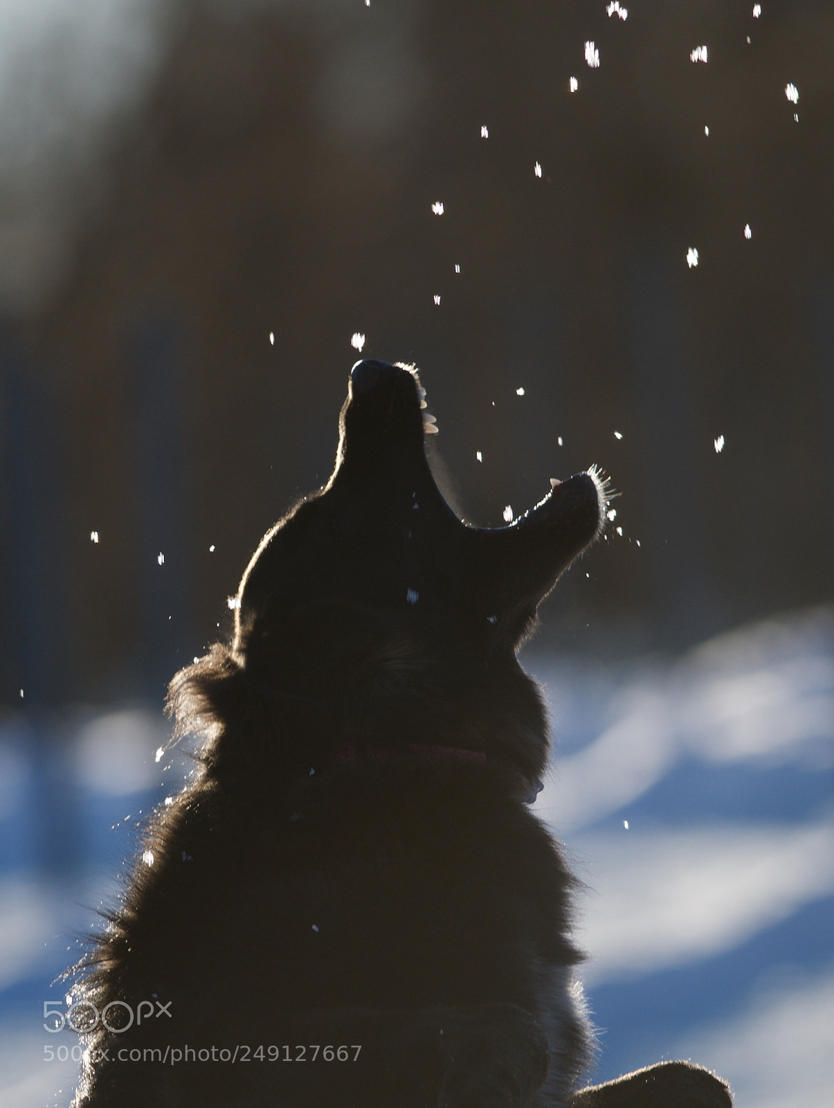 Nikon D7000 sample photo. Catching the snow!!! photography