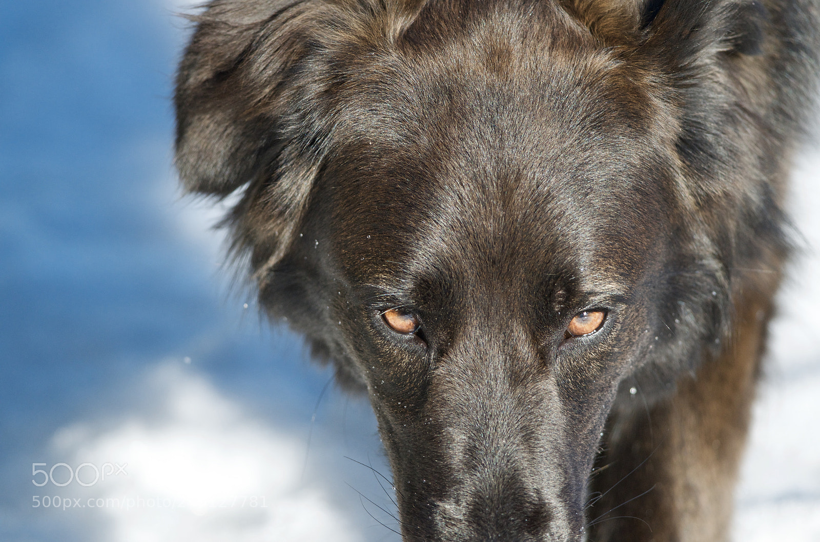Nikon D7000 sample photo. Wild eyes!!! photography