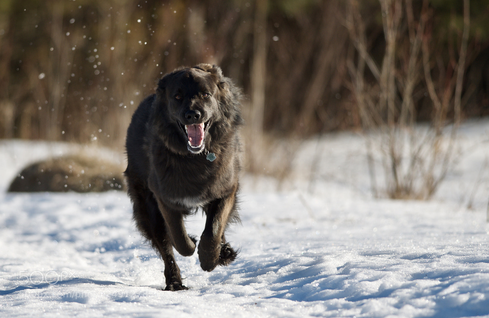 Nikon D7000 sample photo. Catch me if you photography
