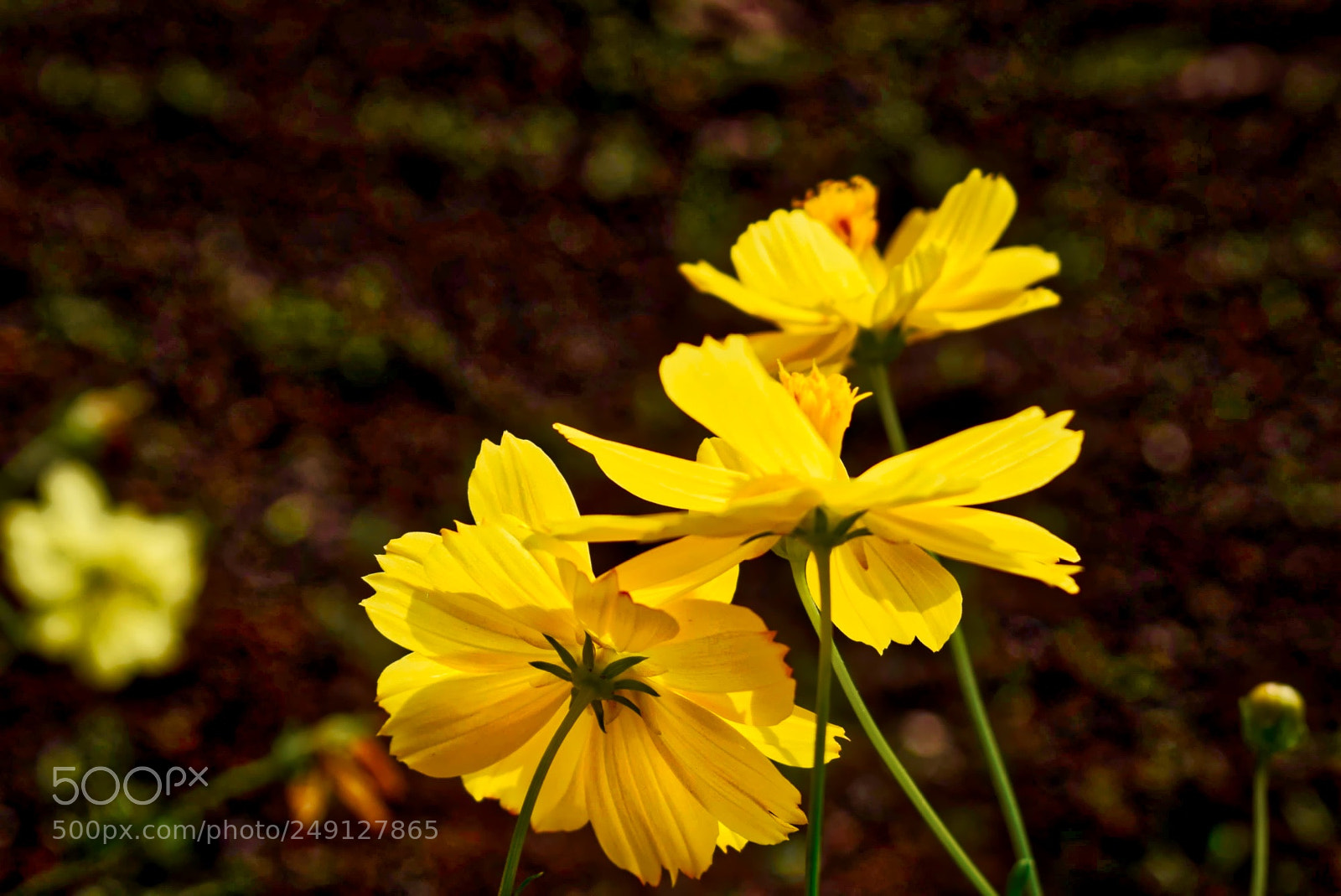 Nikon D5300 sample photo. Autumn breeze photography