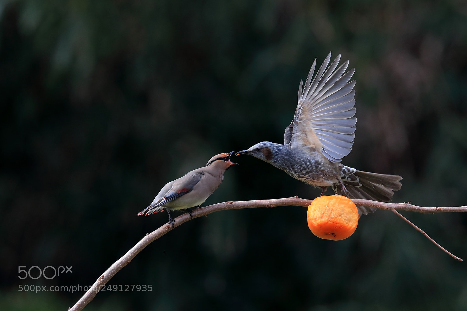Canon EOS-1D X Mark II sample photo. ヒレンジャク japanese waxwing photography