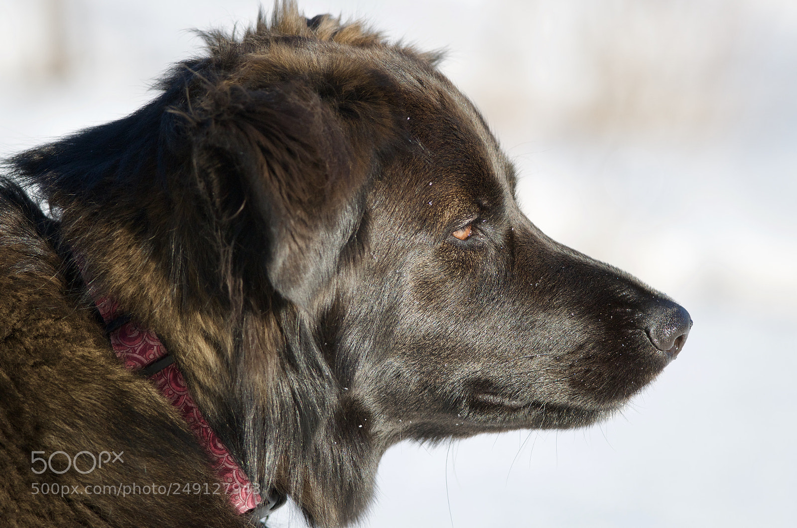 Nikon D7000 sample photo. Is that a deer photography