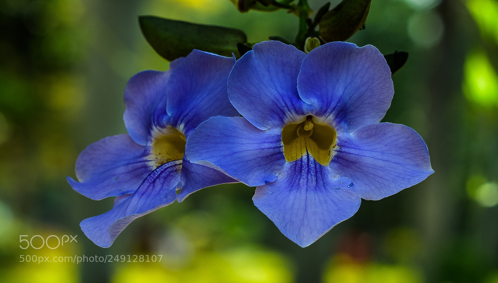 Nikon D810 sample photo. Bluesome blossom!! photography