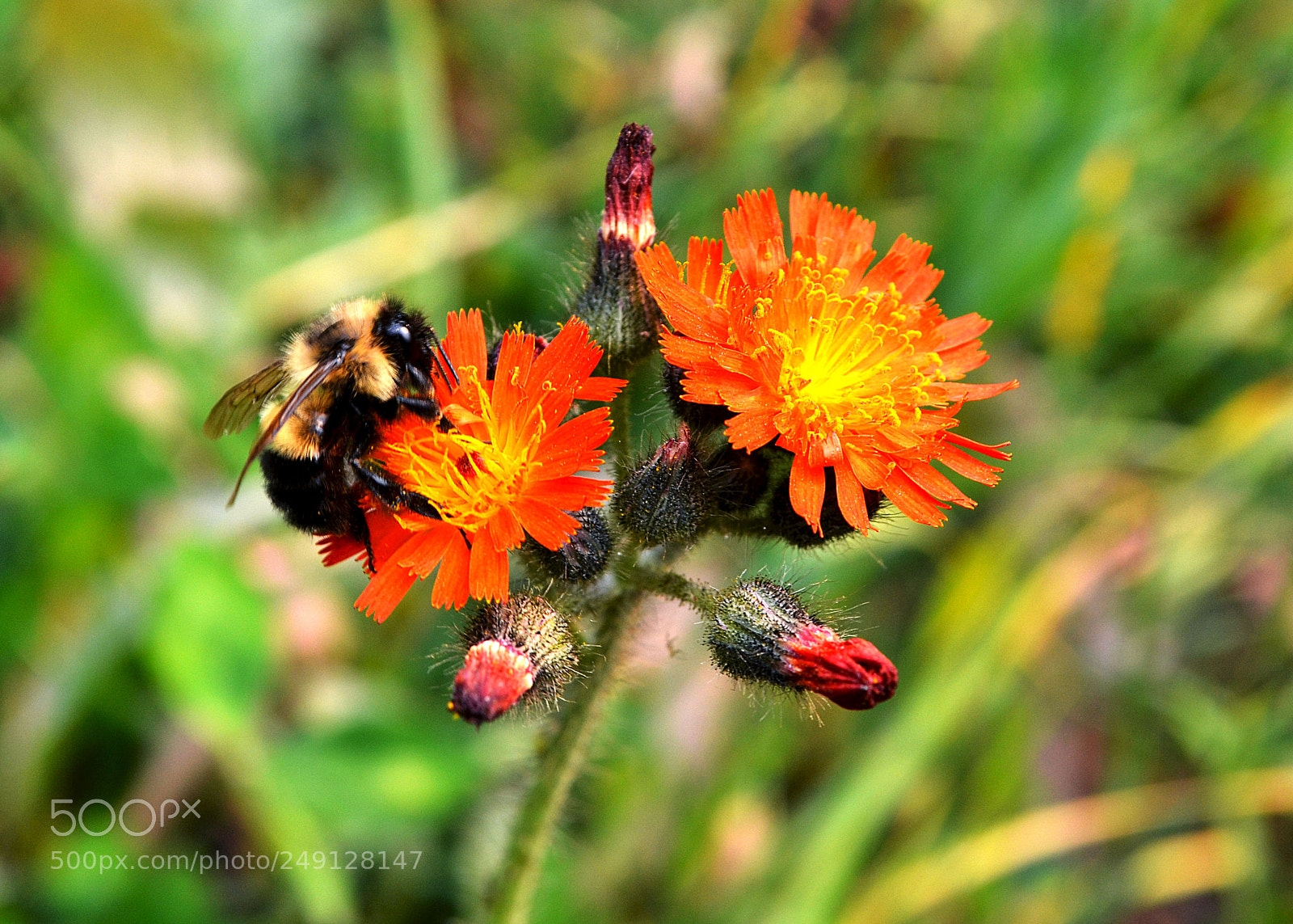 Nikon D3100 sample photo. Looking for spring photography