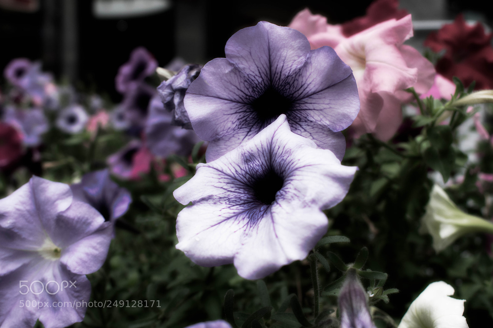 Nikon D3400 sample photo. Pansies photography