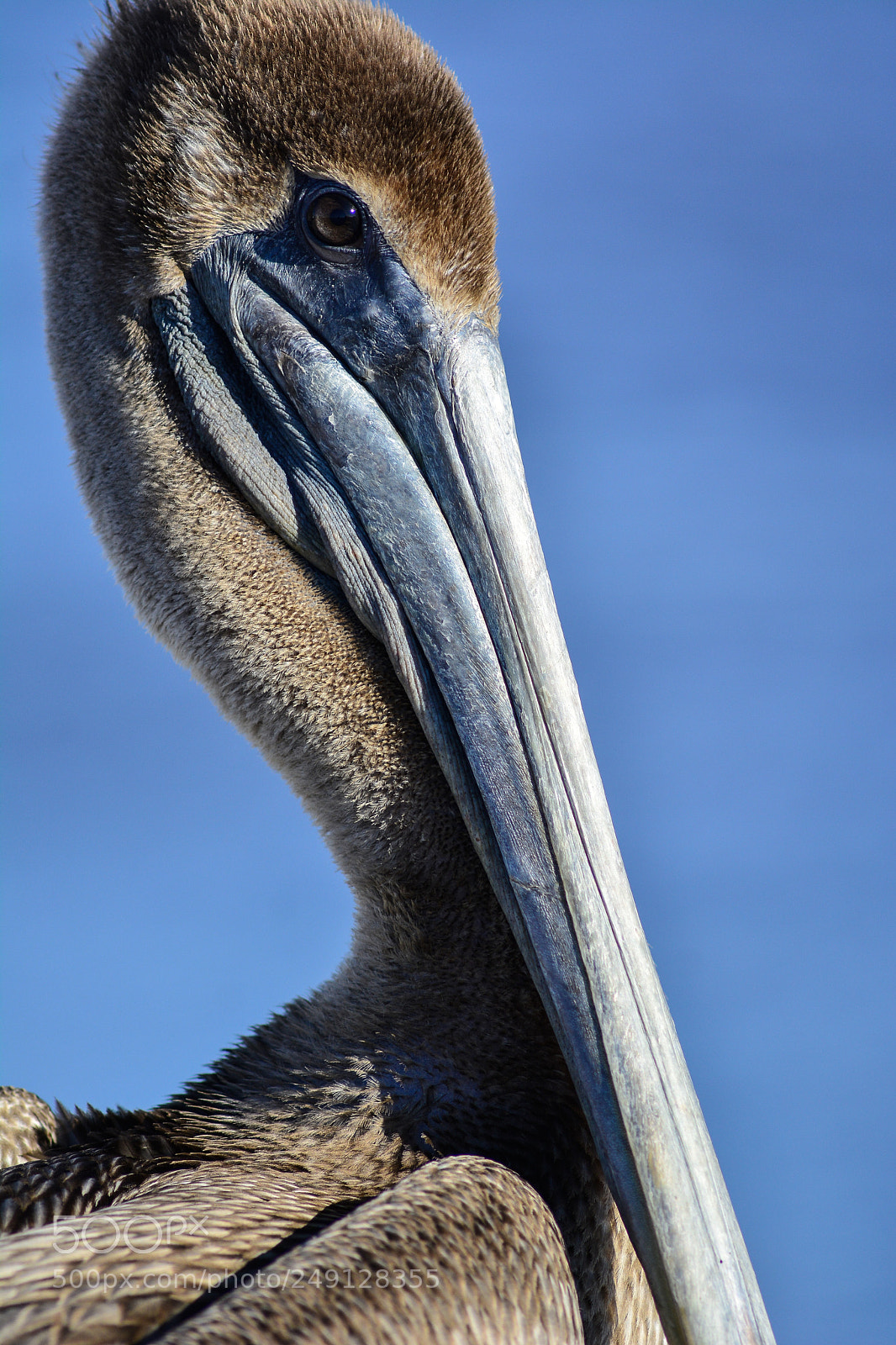 Nikon D7100 sample photo. Brown pelican closeup photography