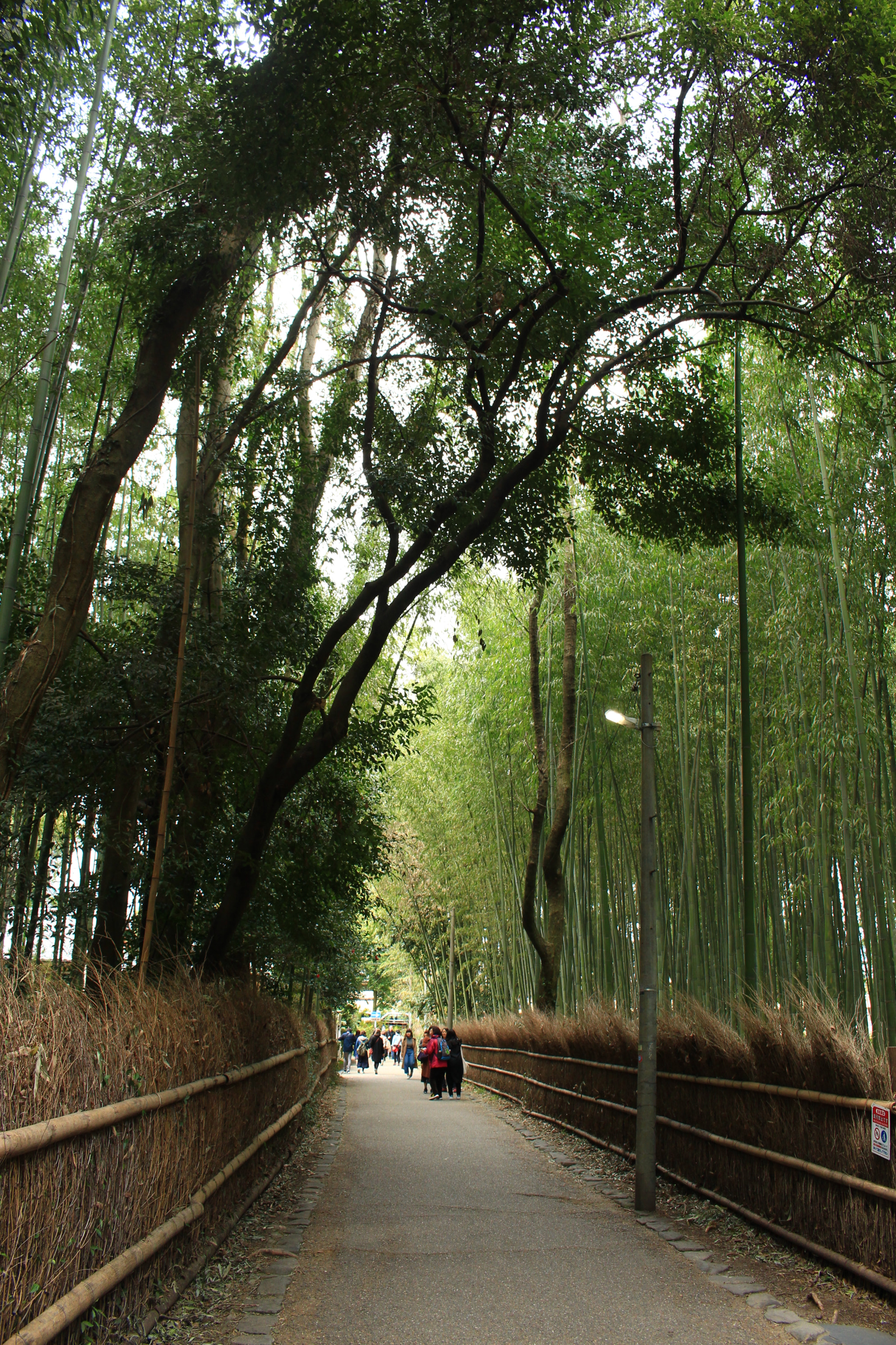 Canon EOS 700D (EOS Rebel T5i / EOS Kiss X7i) sample photo