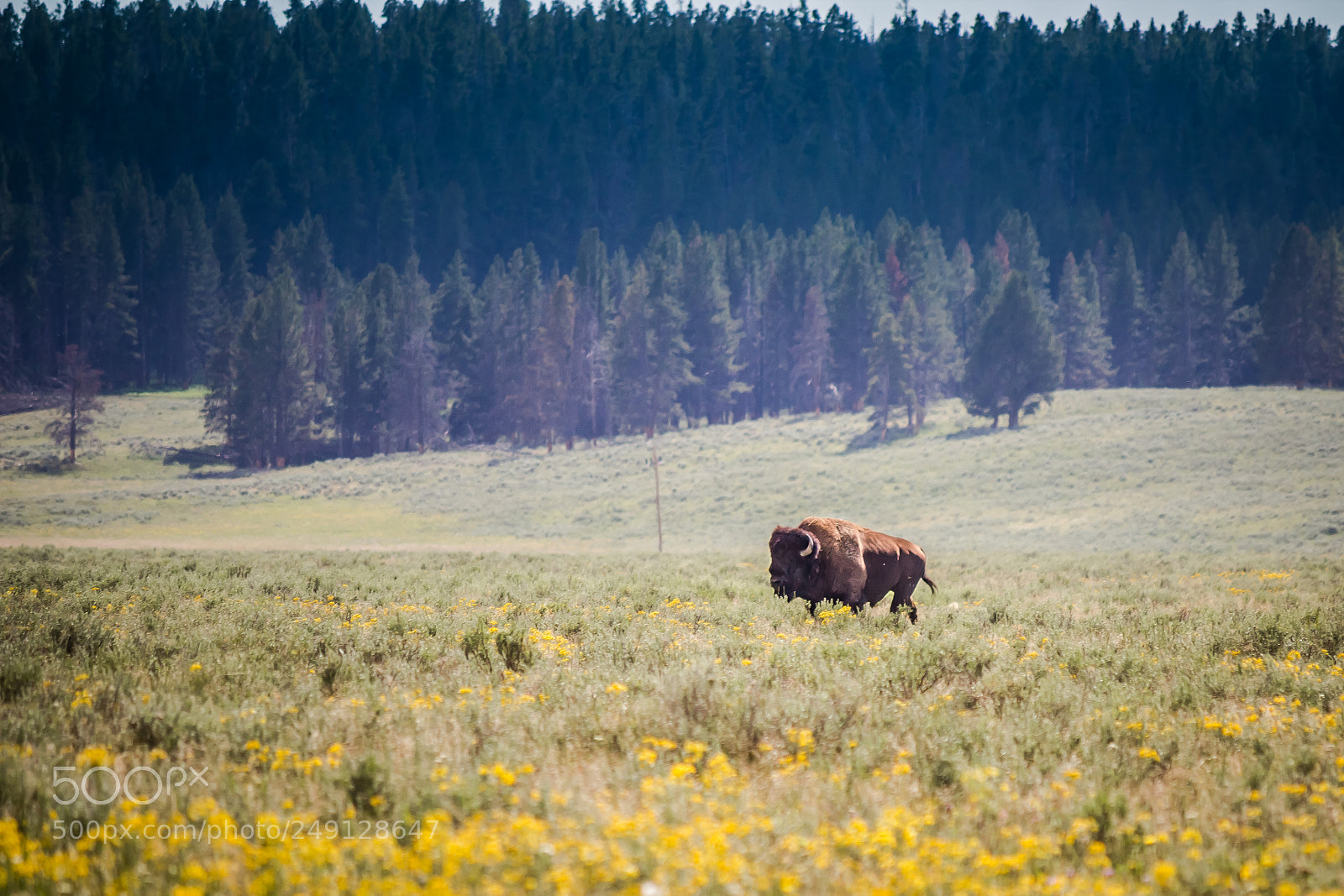 Canon EOS 600D (Rebel EOS T3i / EOS Kiss X5) sample photo. Yellowstone bison photography