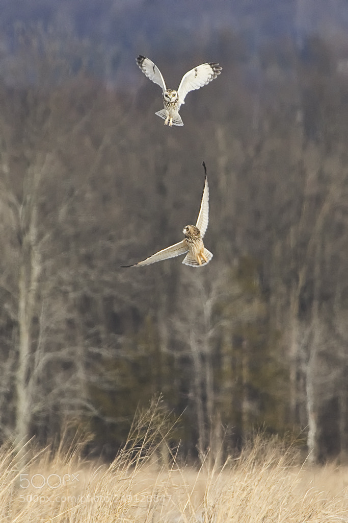 Canon EOS 7D Mark II sample photo. Short eared owls, shawangunk photography