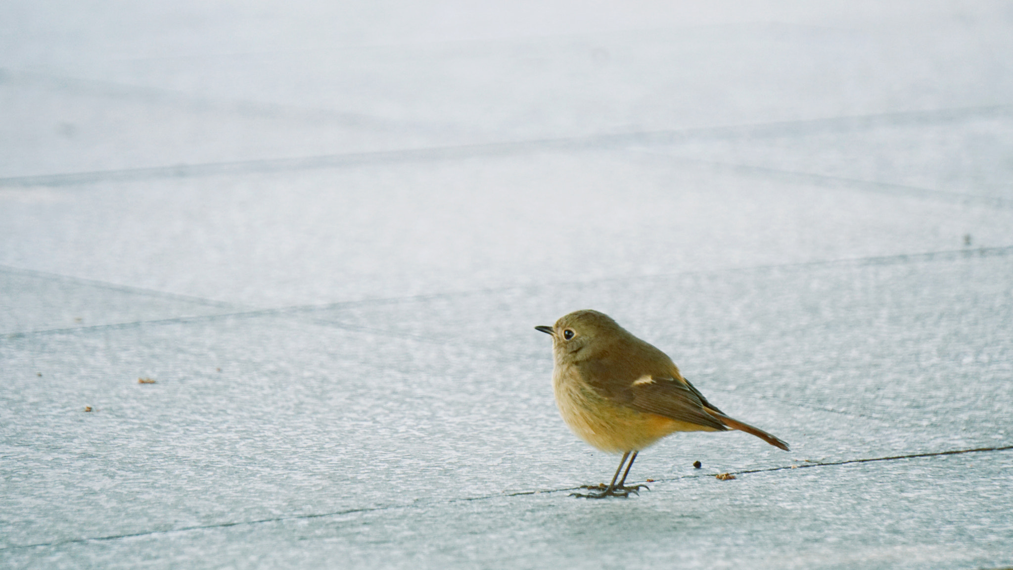 Sony E 55-210mm F4.5-6.3 OSS sample photo. 鸟 photography
