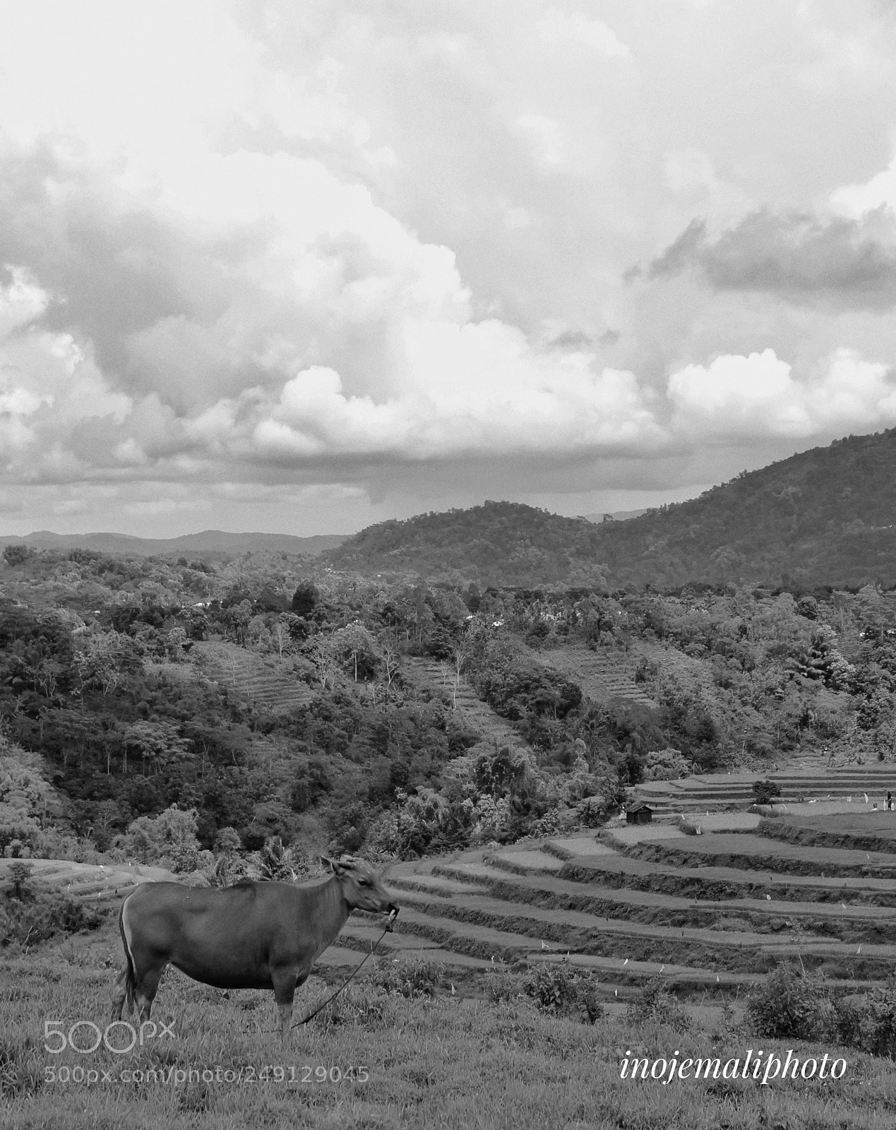 Canon EOS 60D sample photo. Alone in nature photography