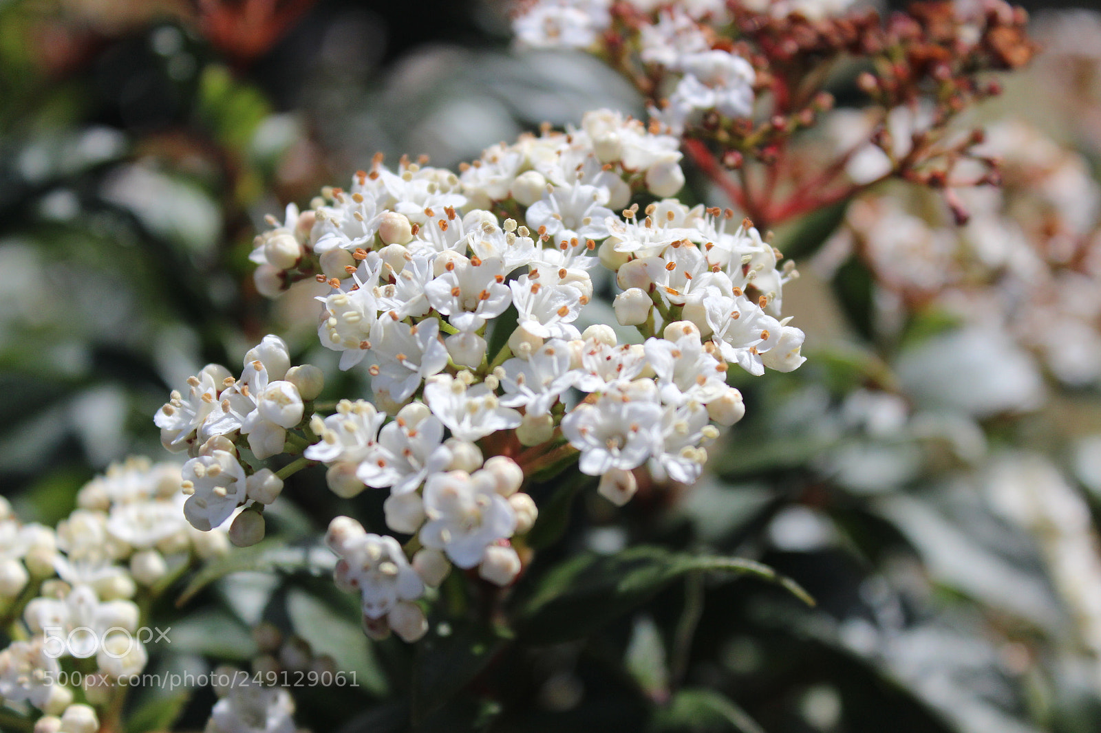 Canon EOS 600D (Rebel EOS T3i / EOS Kiss X5) sample photo. Viejos tiempos photography