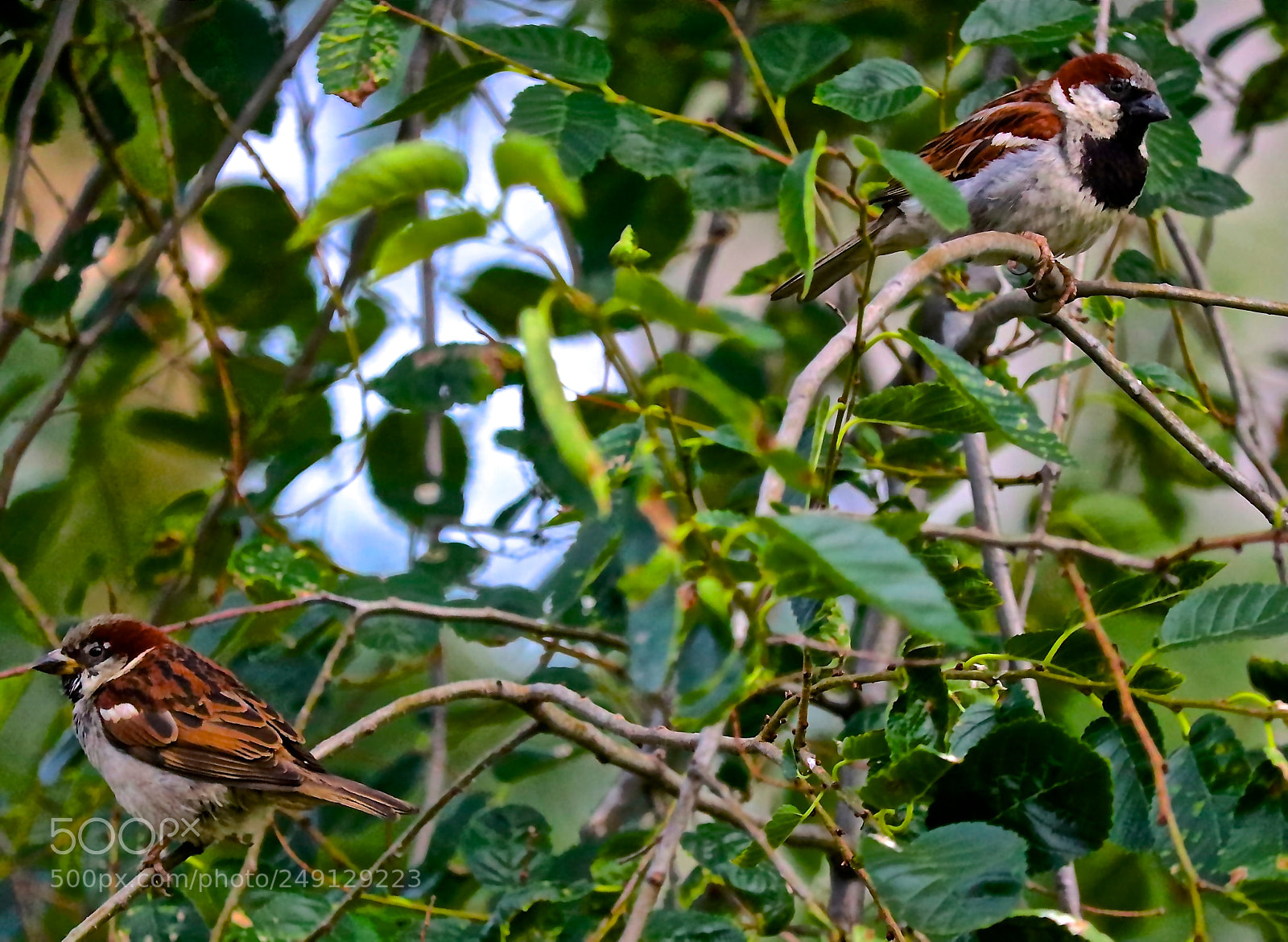 Canon EOS 750D (EOS Rebel T6i / EOS Kiss X8i) sample photo. Following that big argument .... photography