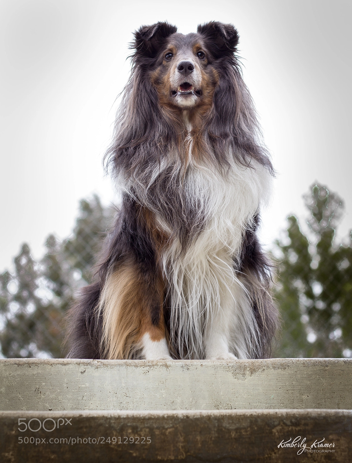 Canon EOS 600D (Rebel EOS T3i / EOS Kiss X5) sample photo. Sheltie sit photography