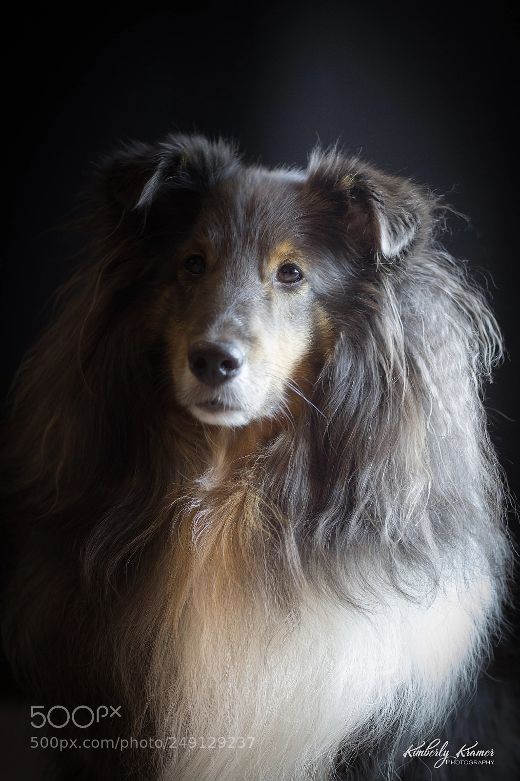 Canon EOS 600D (Rebel EOS T3i / EOS Kiss X5) sample photo. Sheltie shadows1 photography