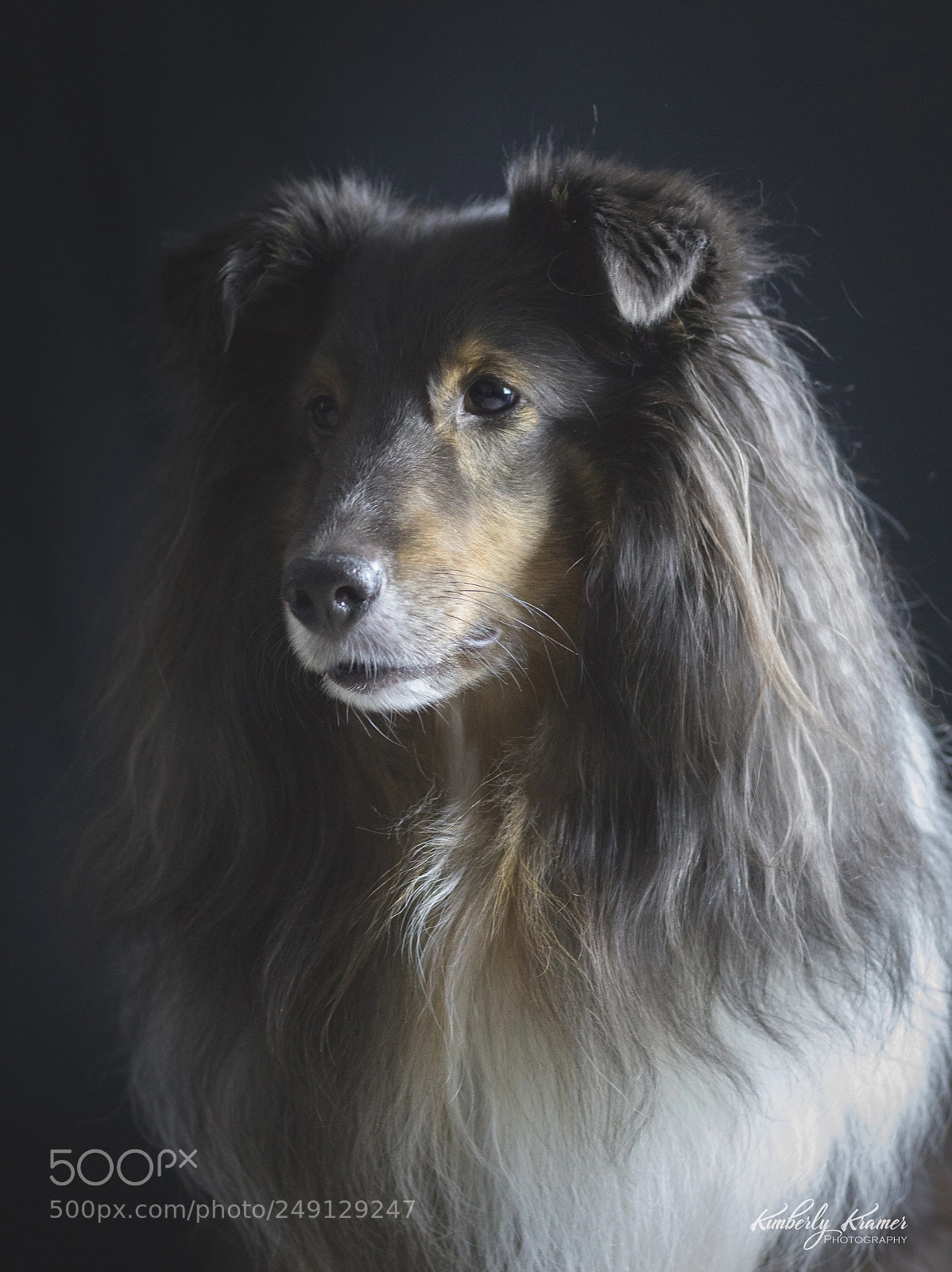 Canon EOS 600D (Rebel EOS T3i / EOS Kiss X5) sample photo. Sheltie shadows2 photography