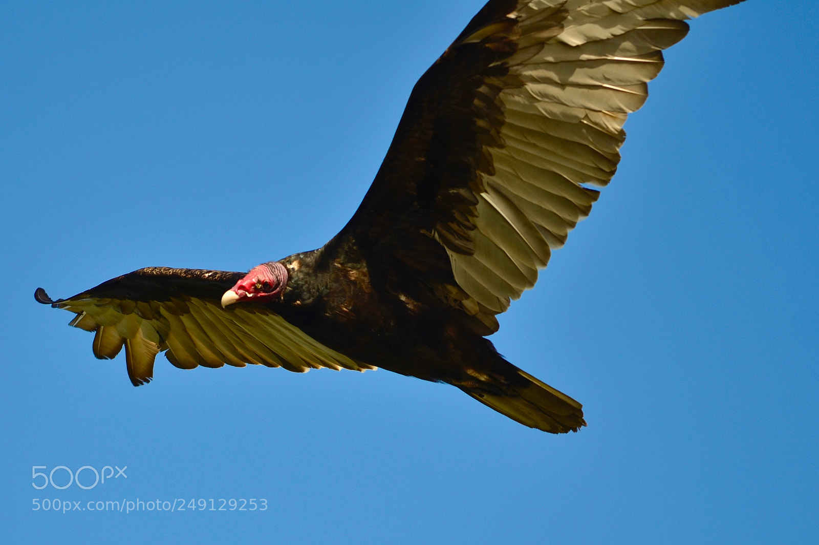 Nikon D7000 sample photo. California vultur photography
