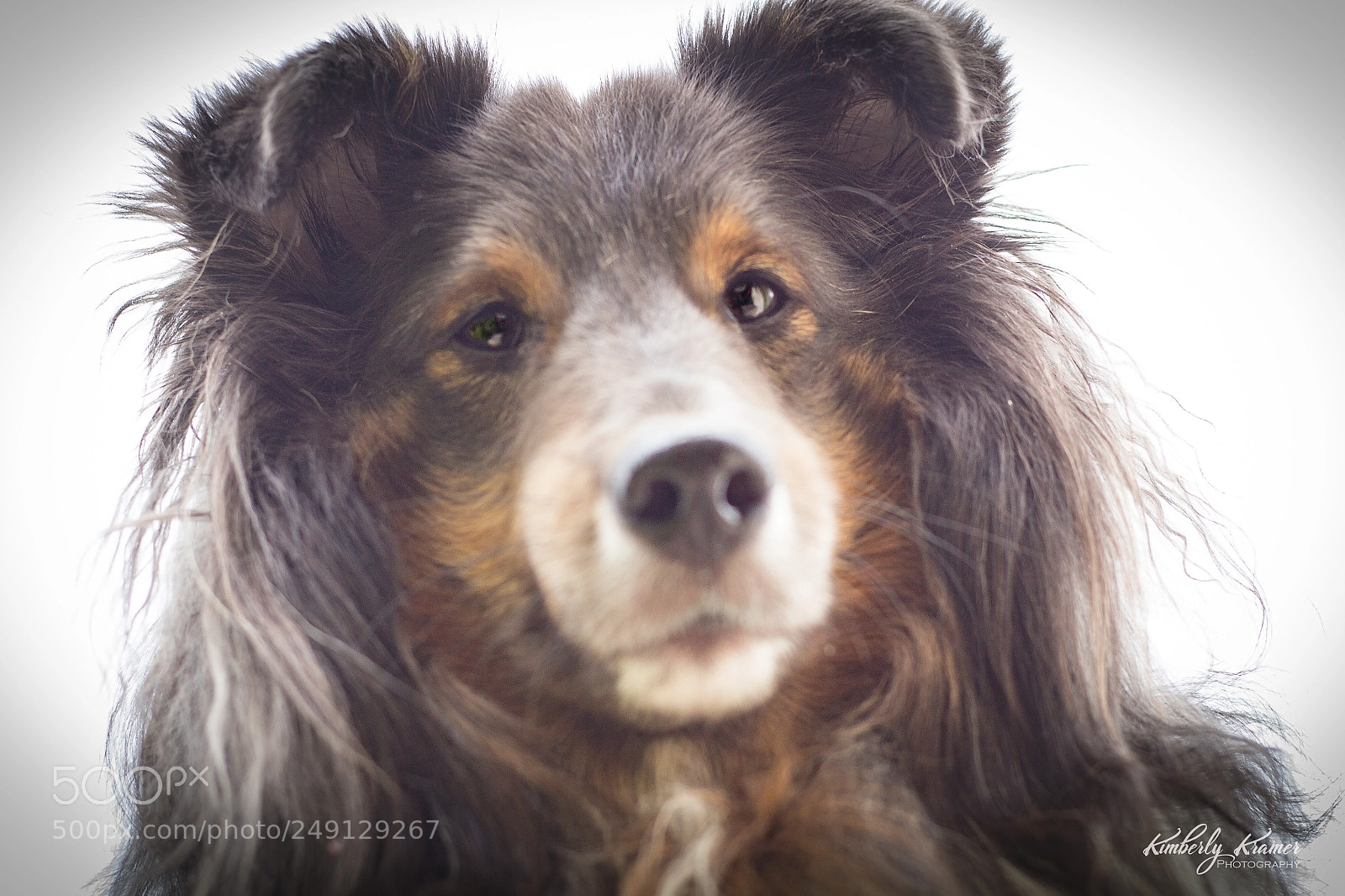 Canon EOS 600D (Rebel EOS T3i / EOS Kiss X5) sample photo. Sheltie selfie photography