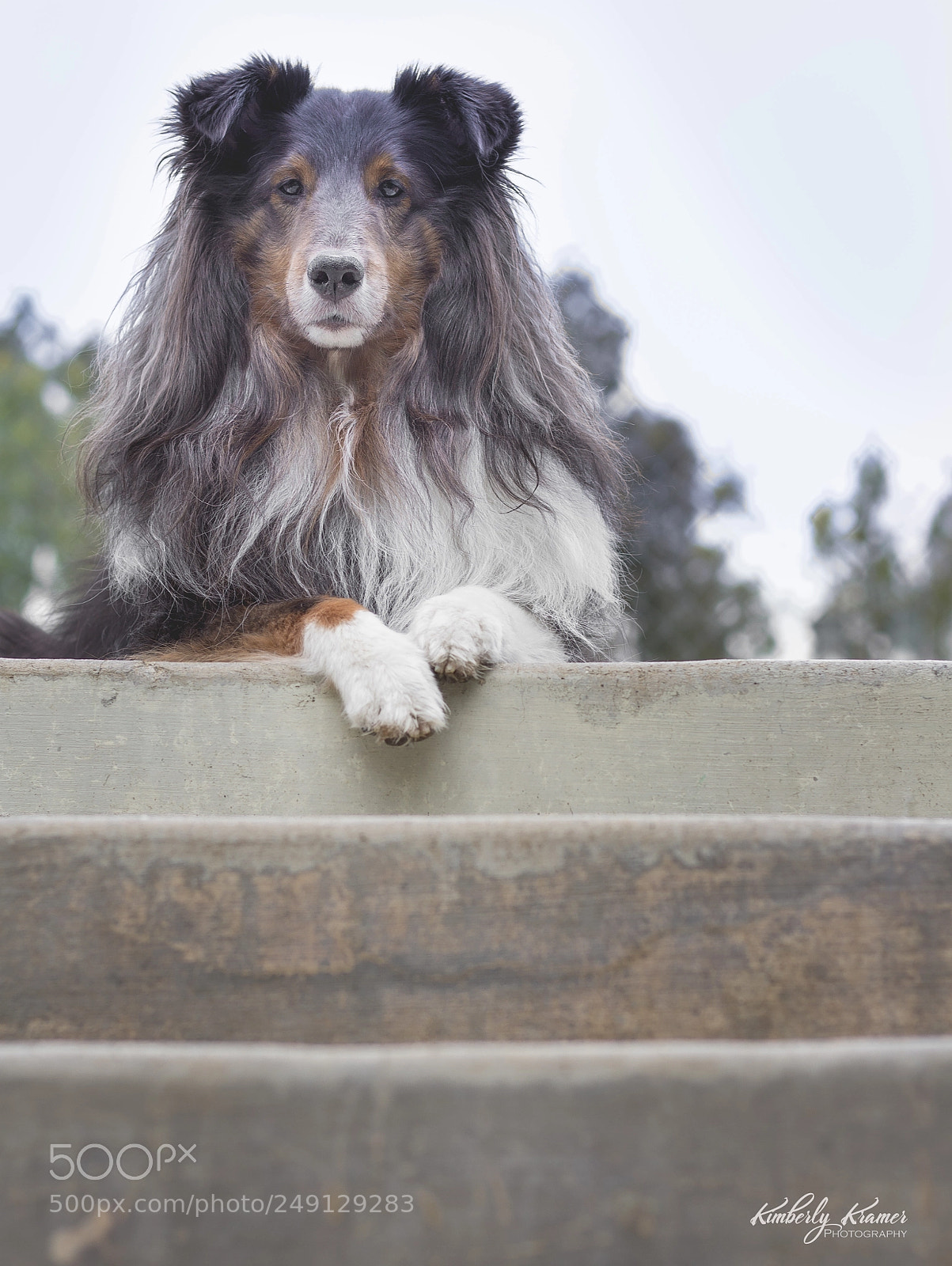 Canon EOS 600D (Rebel EOS T3i / EOS Kiss X5) sample photo. Sheltie stairs photography