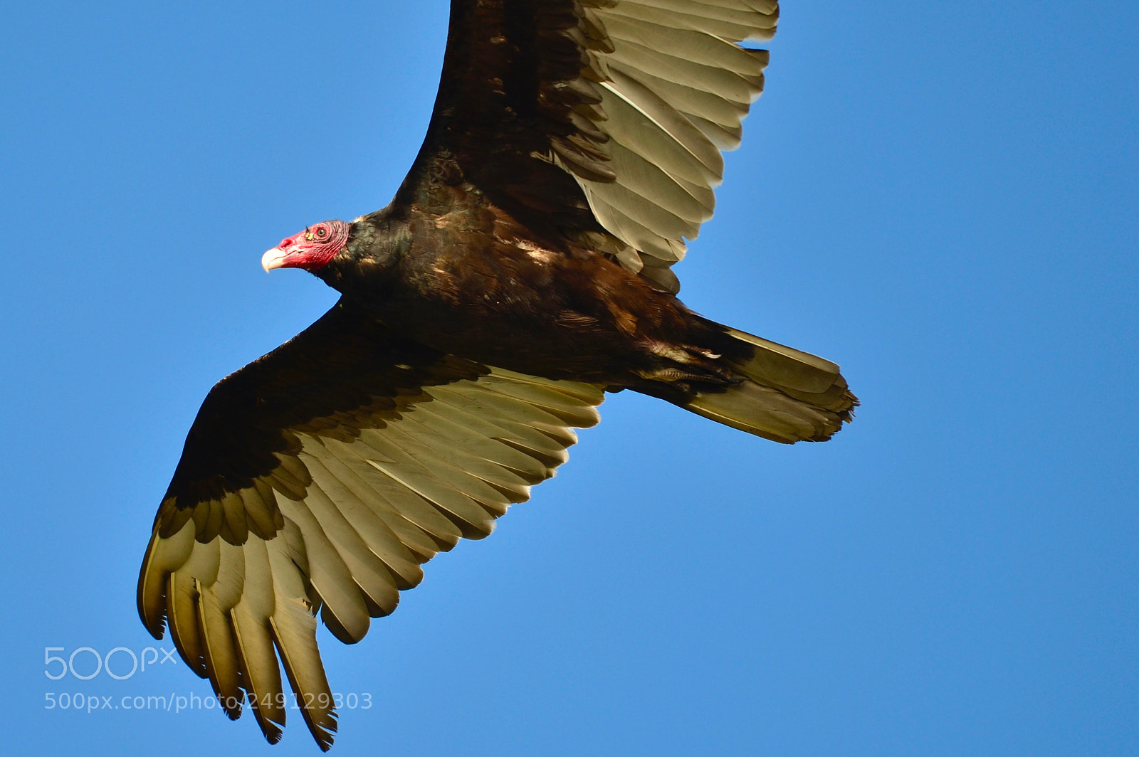Nikon D7000 sample photo. California vulture in search photography