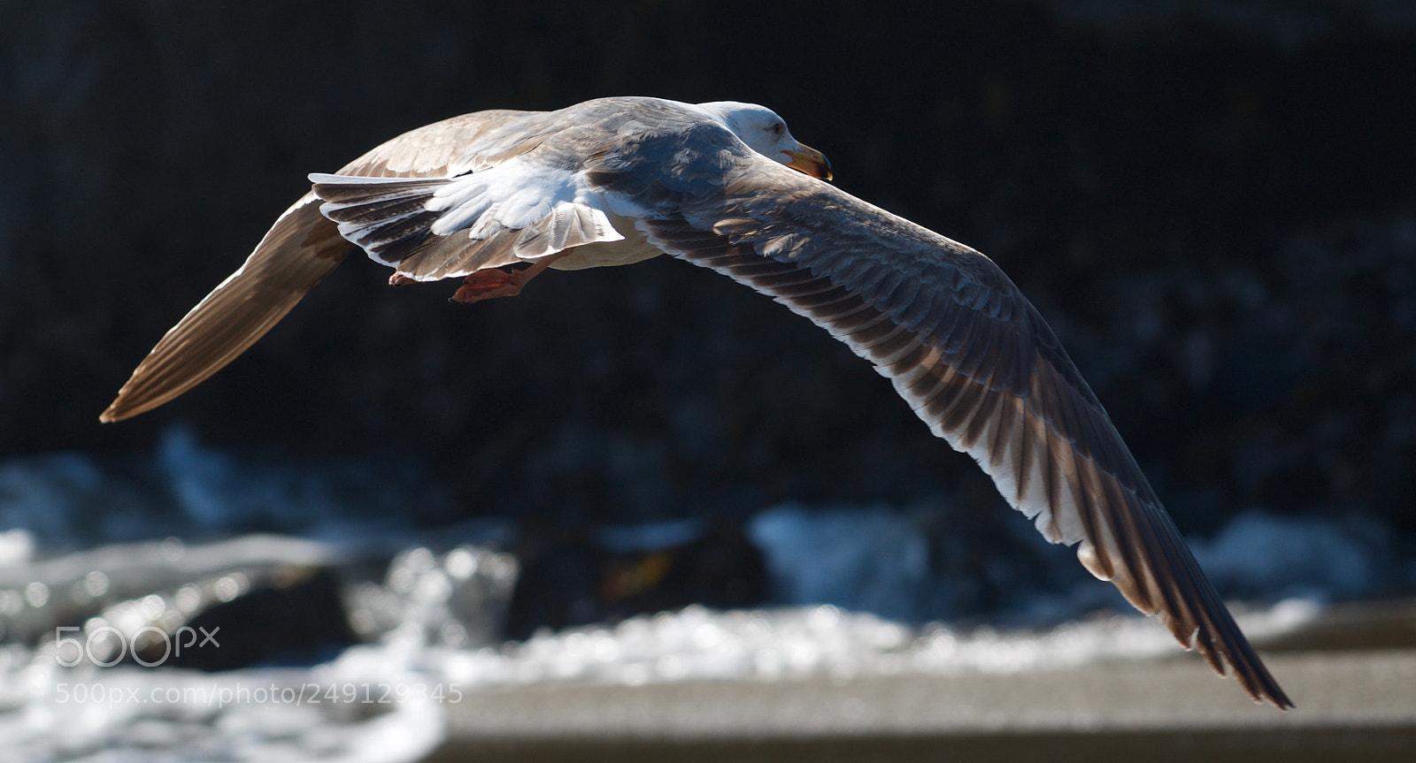 Nikon D7000 sample photo. Seagull on the california photography
