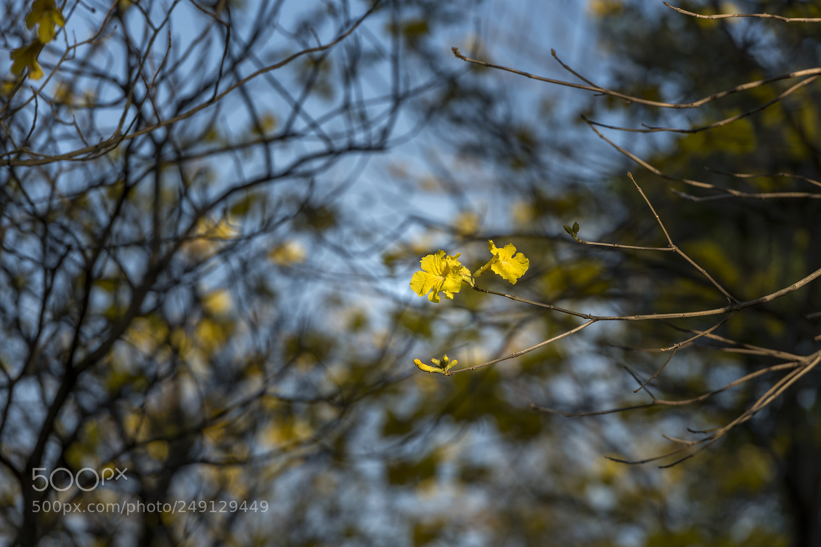 Nikon D810 sample photo. Yellow flower photography