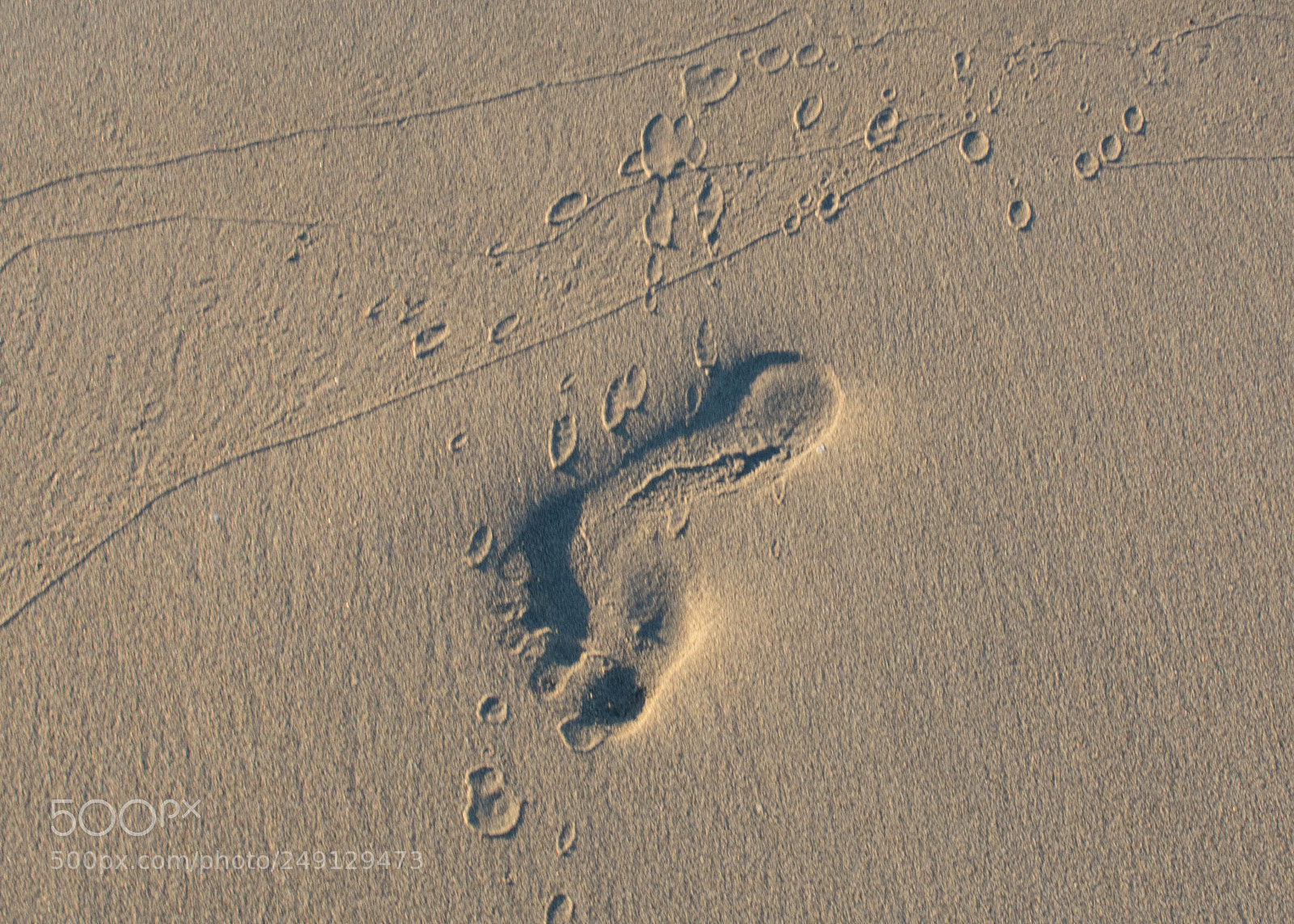 Nikon D3400 sample photo. Footprints in the sand photography