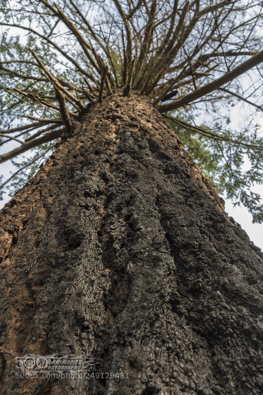 Canon EOS 7D Mark II sample photo. Fire damaged tree photography
