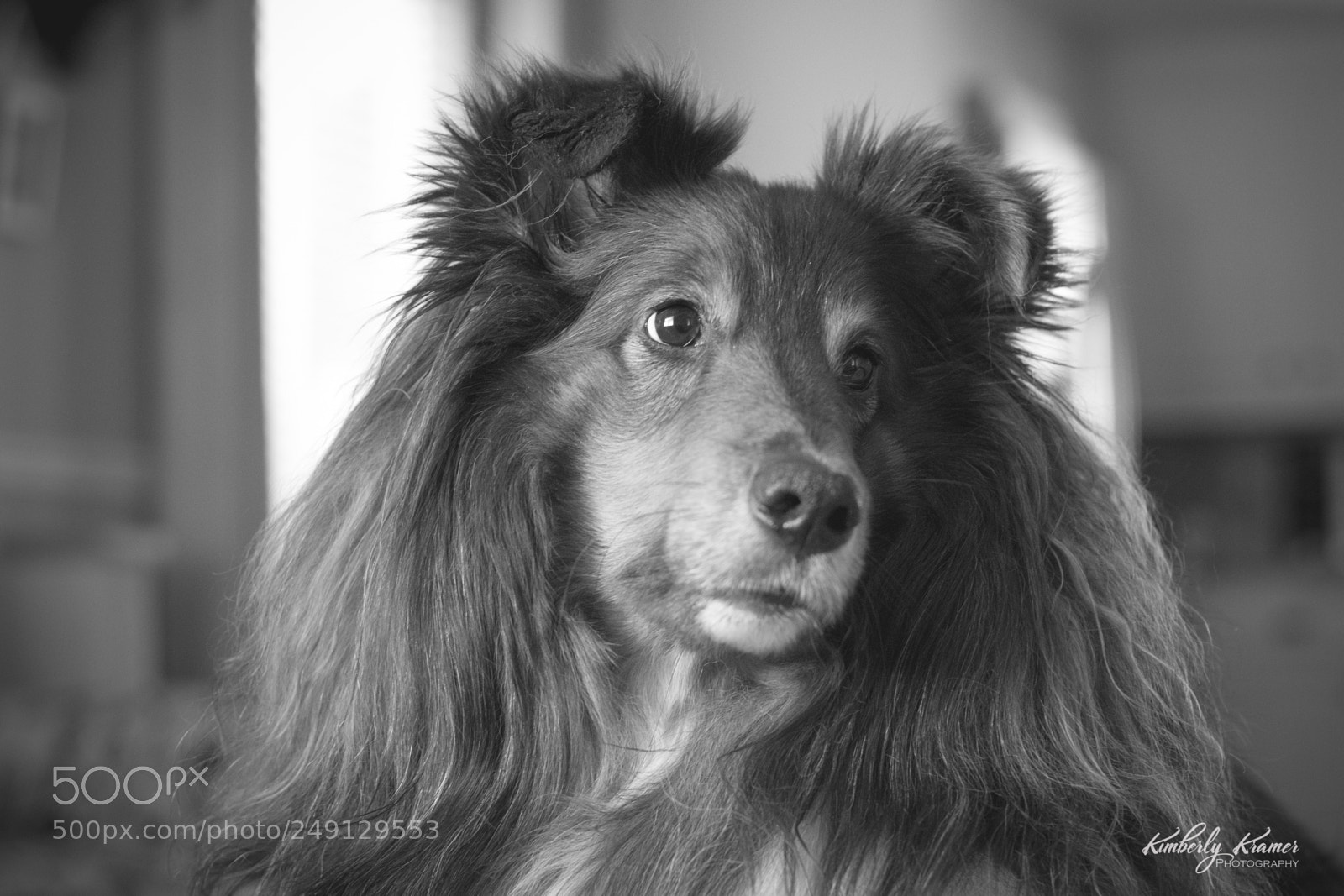 Canon EOS 600D (Rebel EOS T3i / EOS Kiss X5) sample photo. Sweet sheltie b&w photography