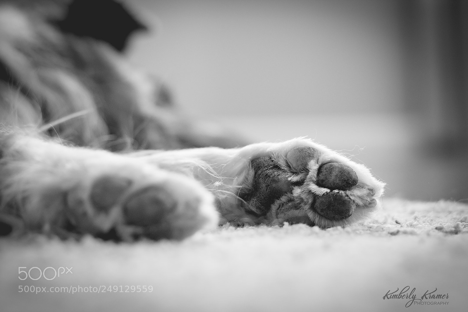 Canon EOS 600D (Rebel EOS T3i / EOS Kiss X5) sample photo. Sheltie paws photography