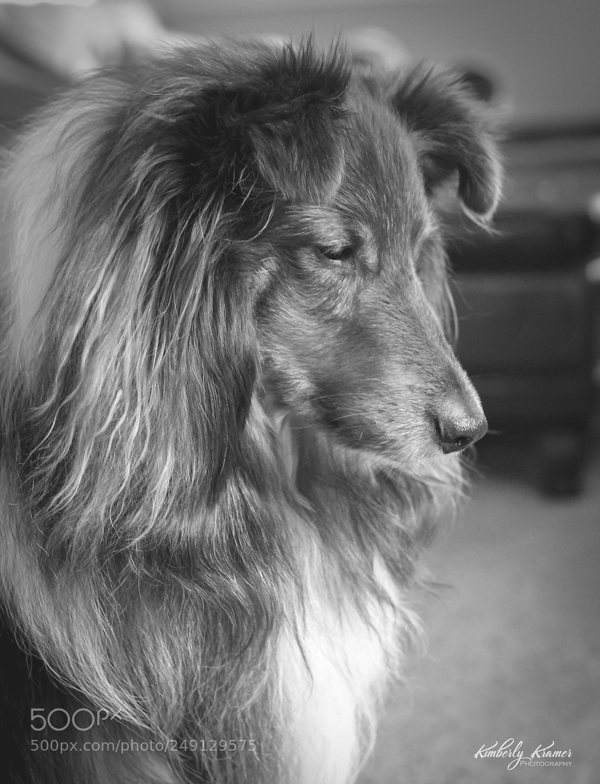 Canon EOS 600D (Rebel EOS T3i / EOS Kiss X5) sample photo. Sheltie profile photography