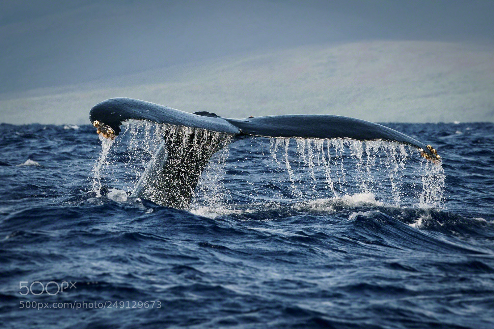 Sony a9 sample photo. Tail (9114) photography