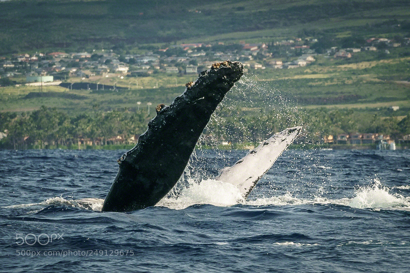Sony a9 sample photo. Backstroke (9668) photography