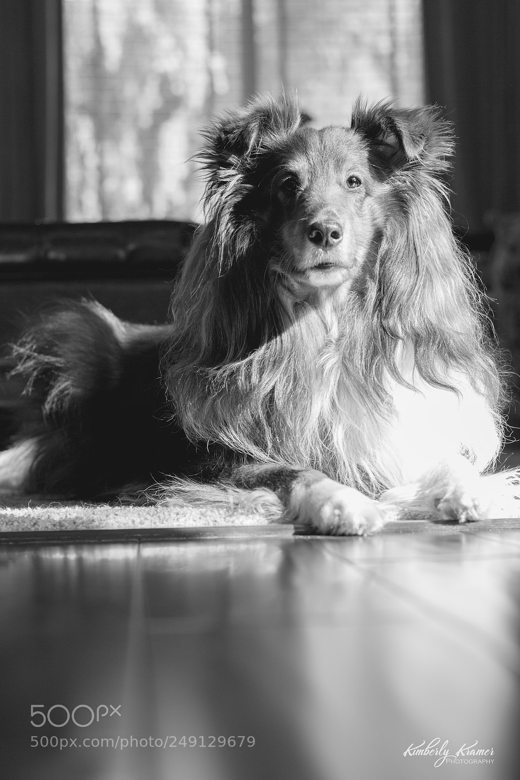 Canon EOS 600D (Rebel EOS T3i / EOS Kiss X5) sample photo. Sheltie sunlight photography