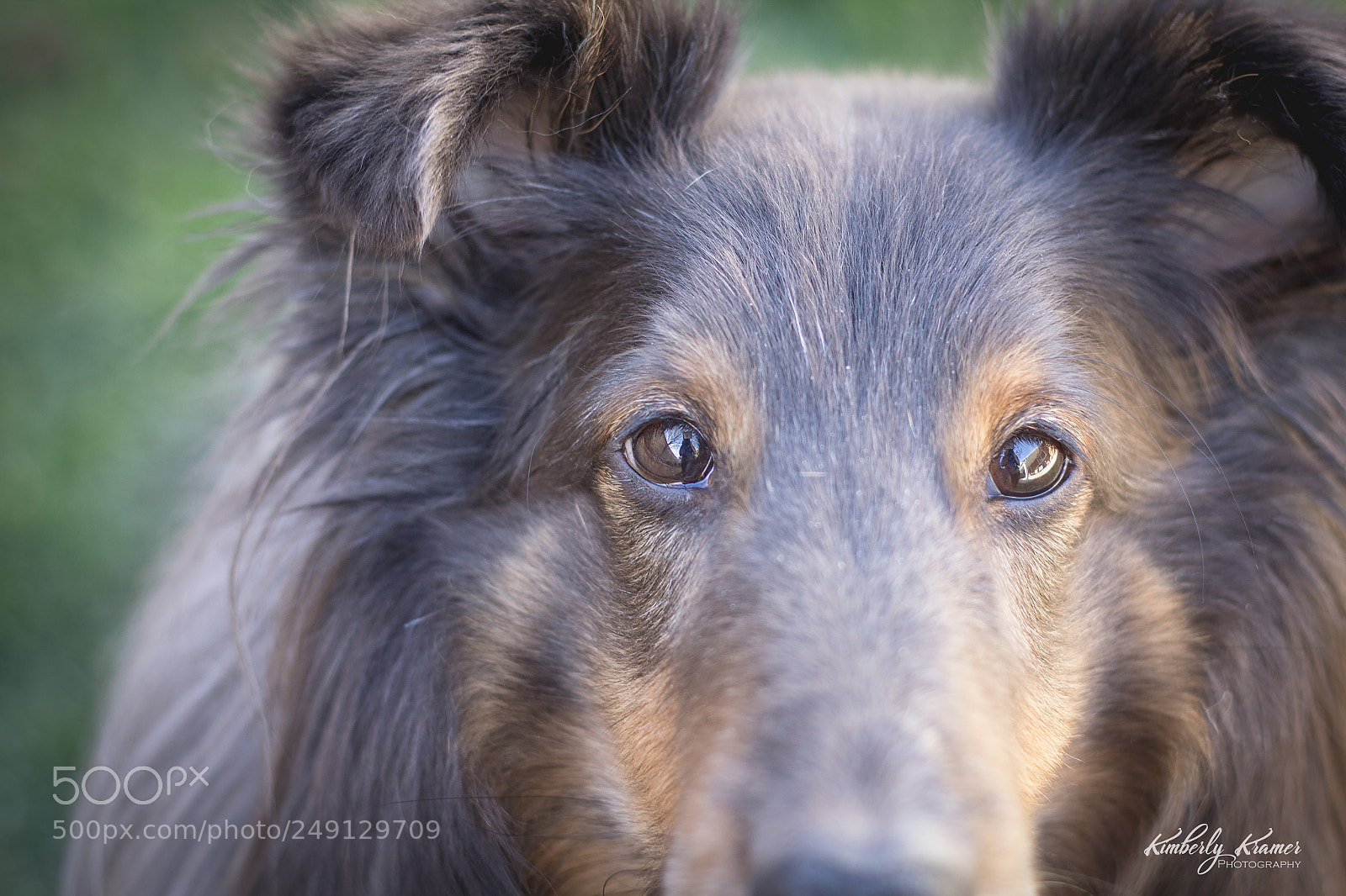 Canon EOS 600D (Rebel EOS T3i / EOS Kiss X5) sample photo. Sheltie eyes photography